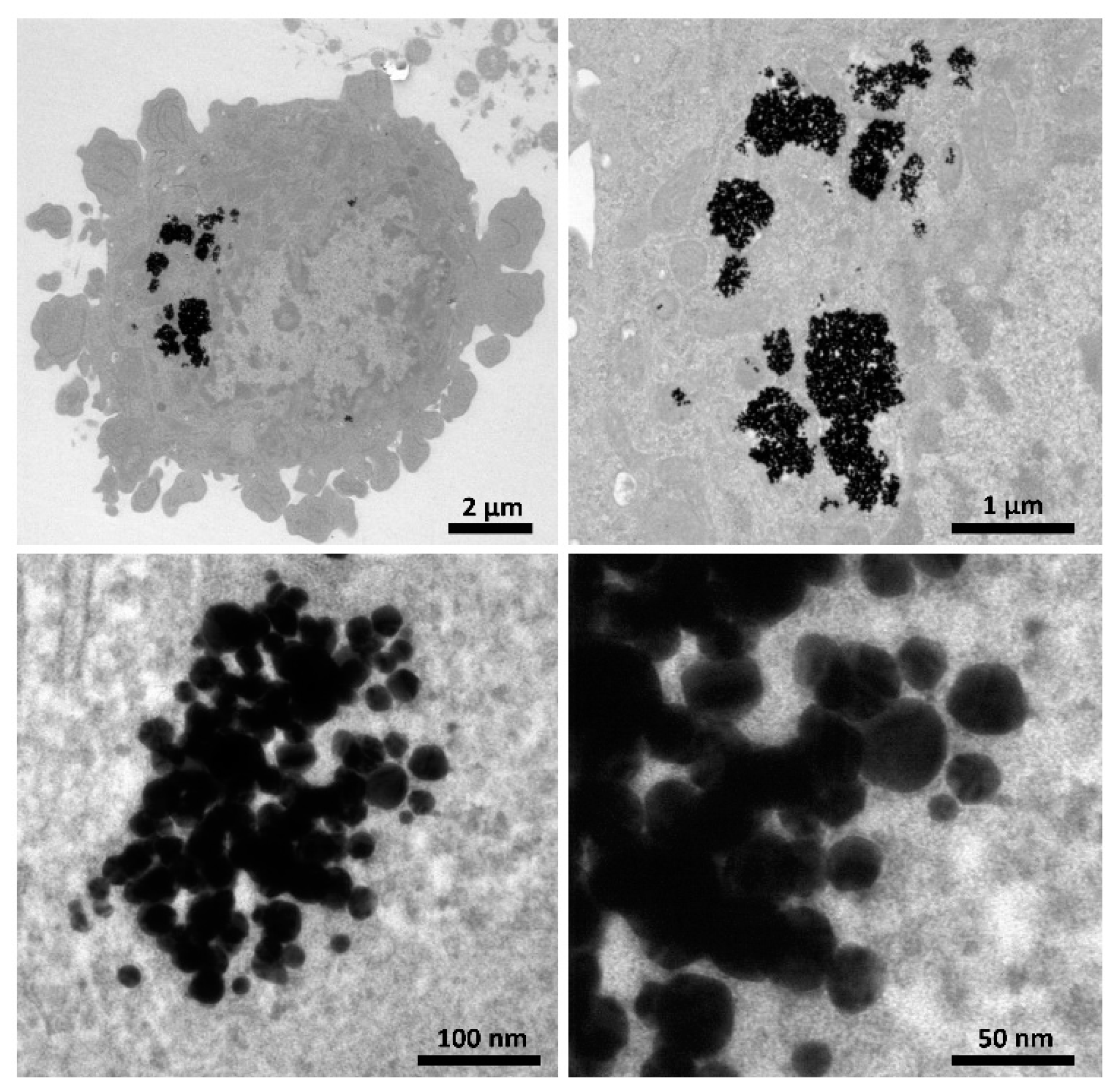 Pharmaceutics 13 01490 g003