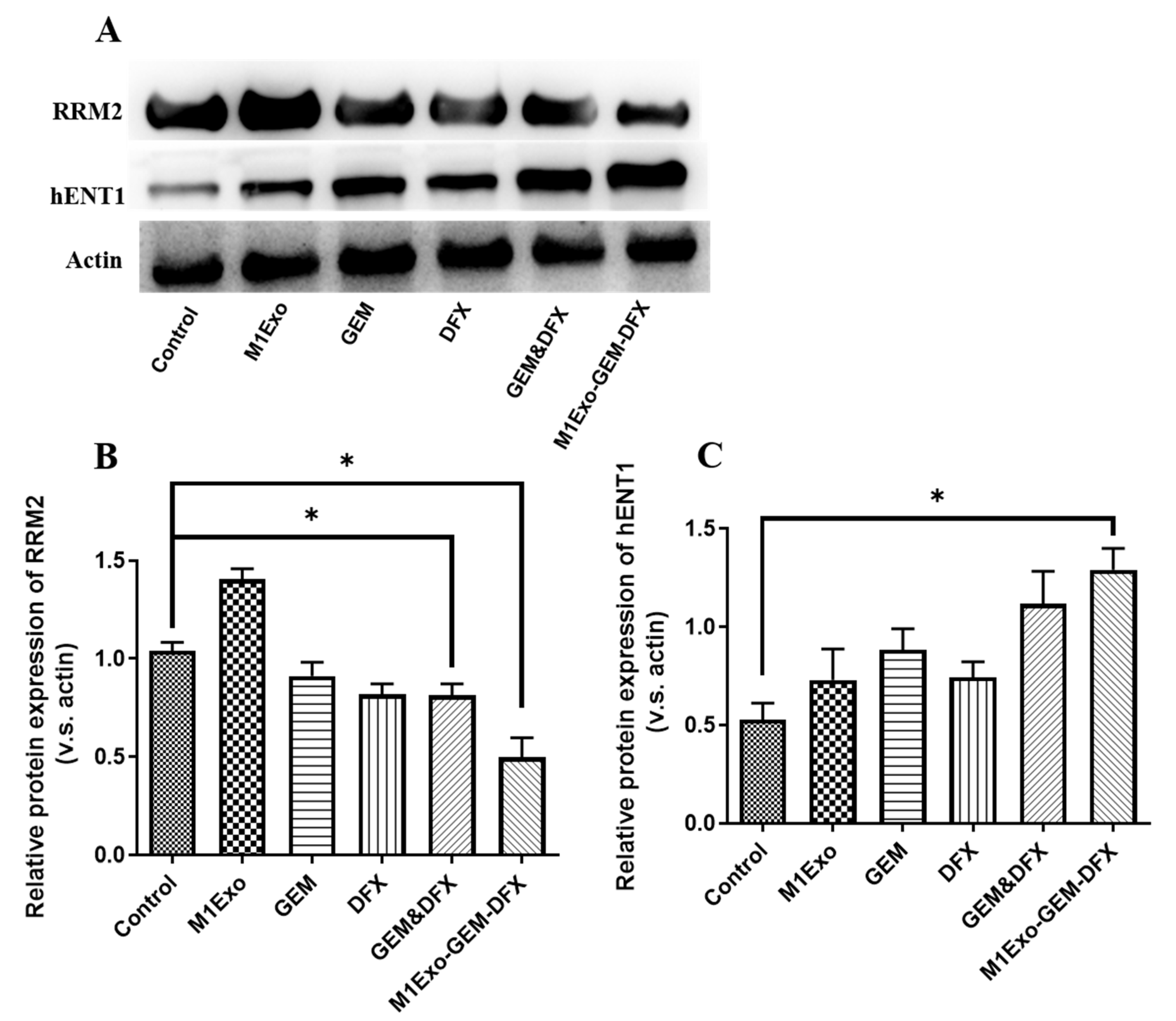 Pharmaceutics 13 01493 g004