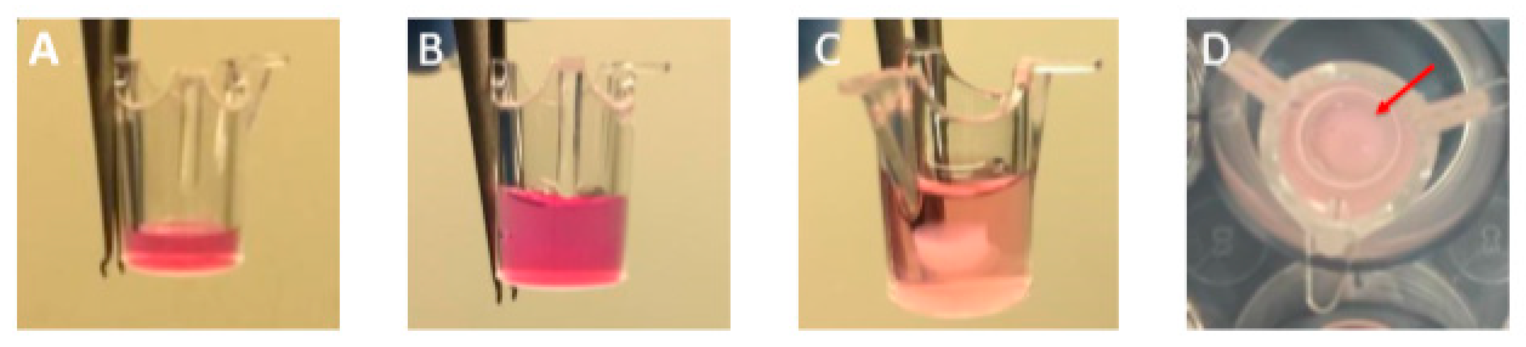 Pharmaceutics 13 01502 g002