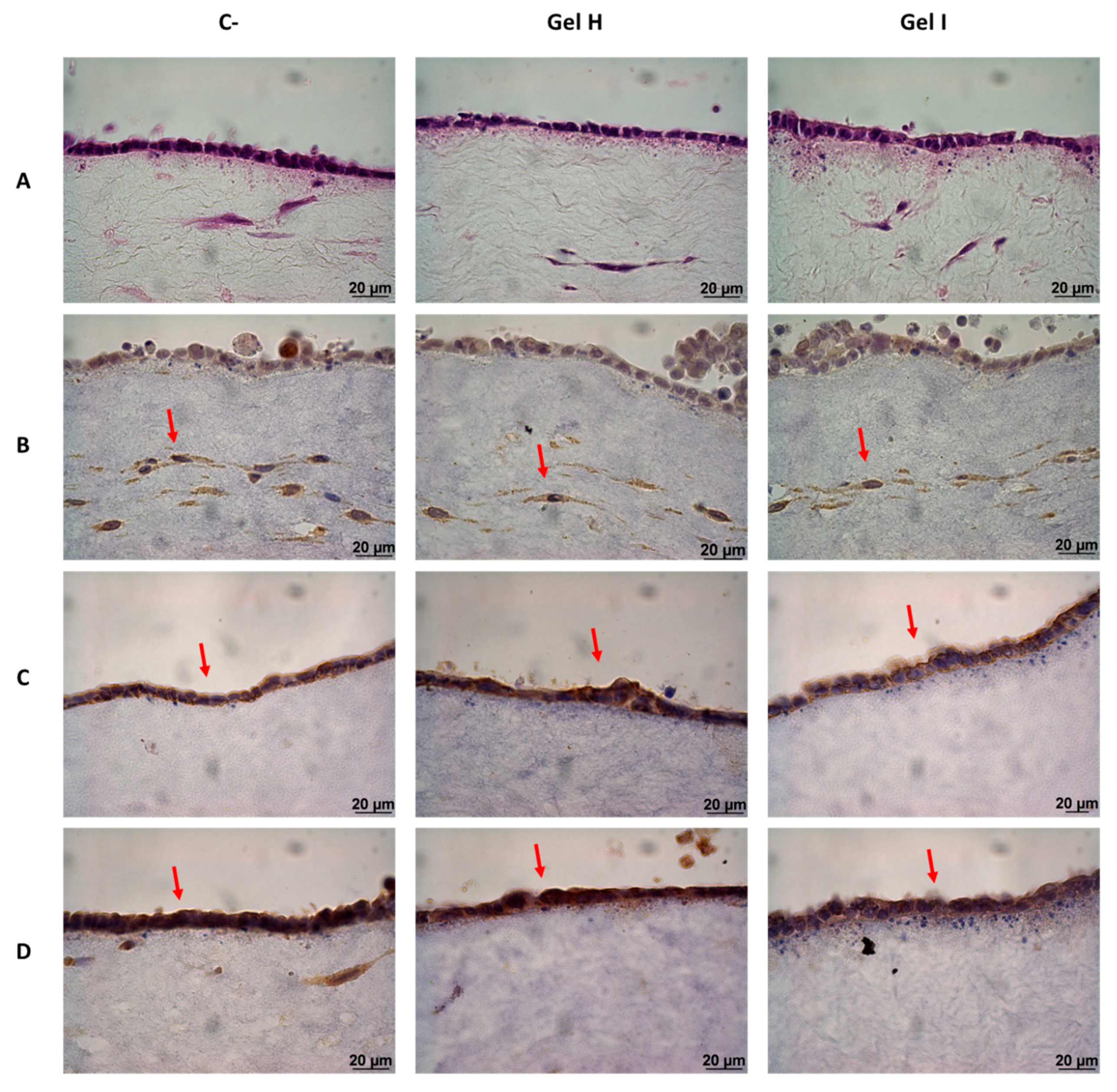 Pharmaceutics 13 01502 g009a