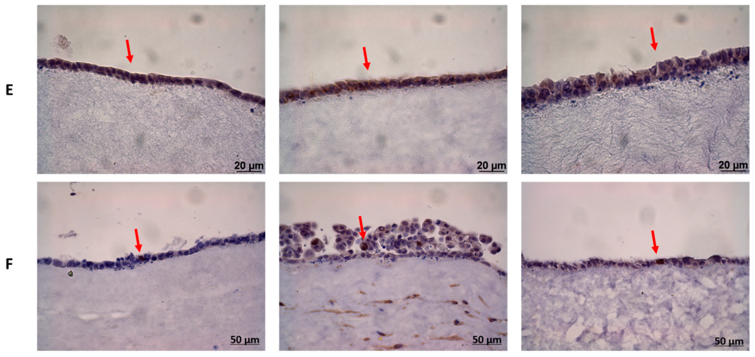 Pharmaceutics 13 01502 g009b
