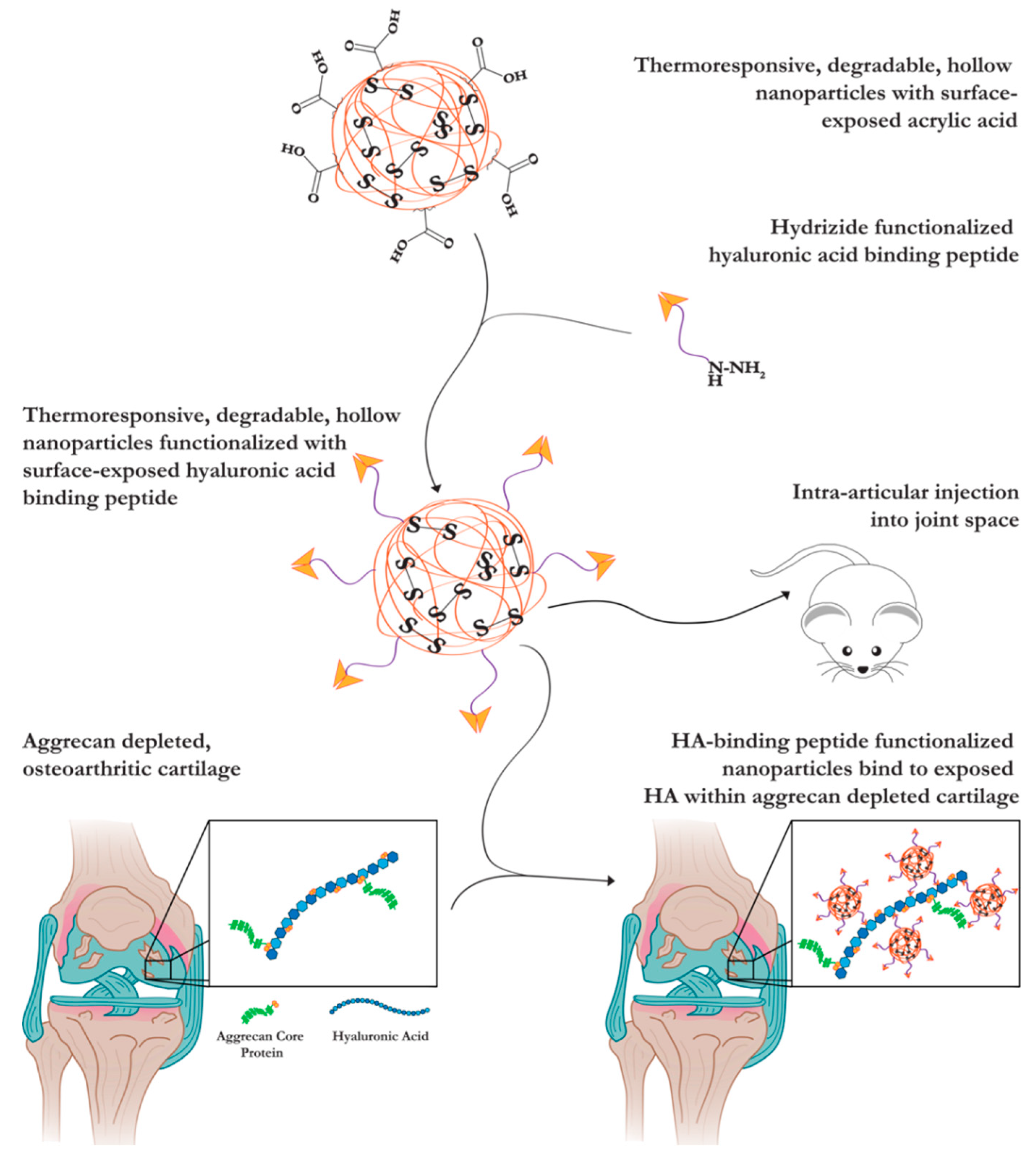 Pharmaceutics 13 01503 g001