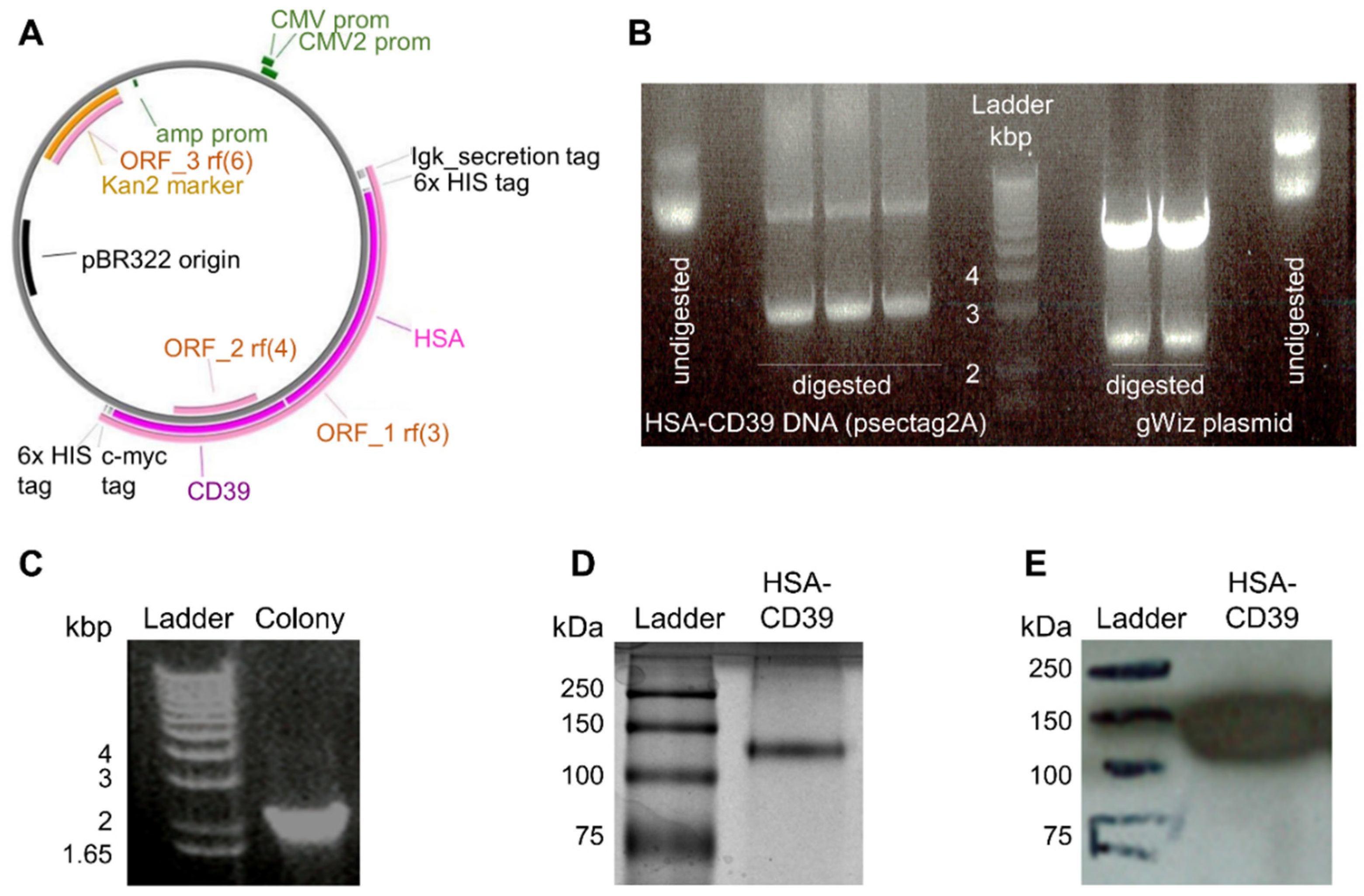Pharmaceutics 13 01504 g001