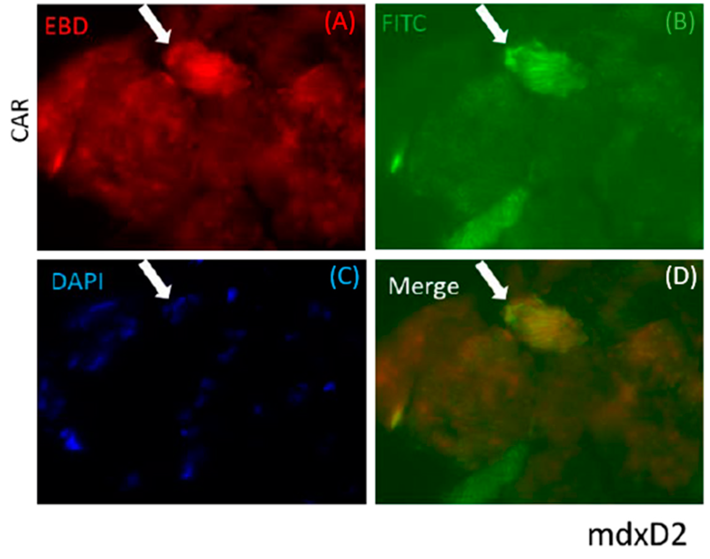Pharmaceutics 13 01506 g001