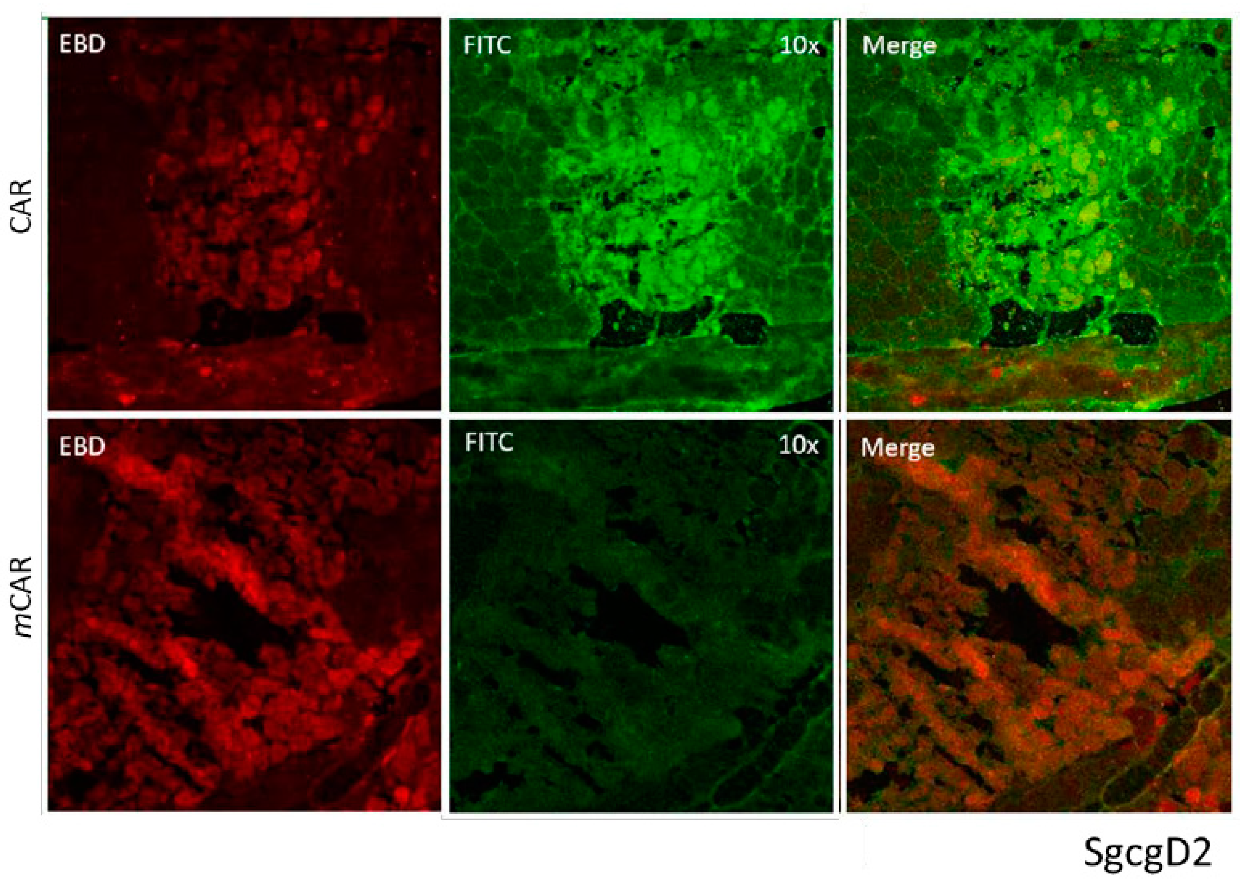 Pharmaceutics 13 01506 g002