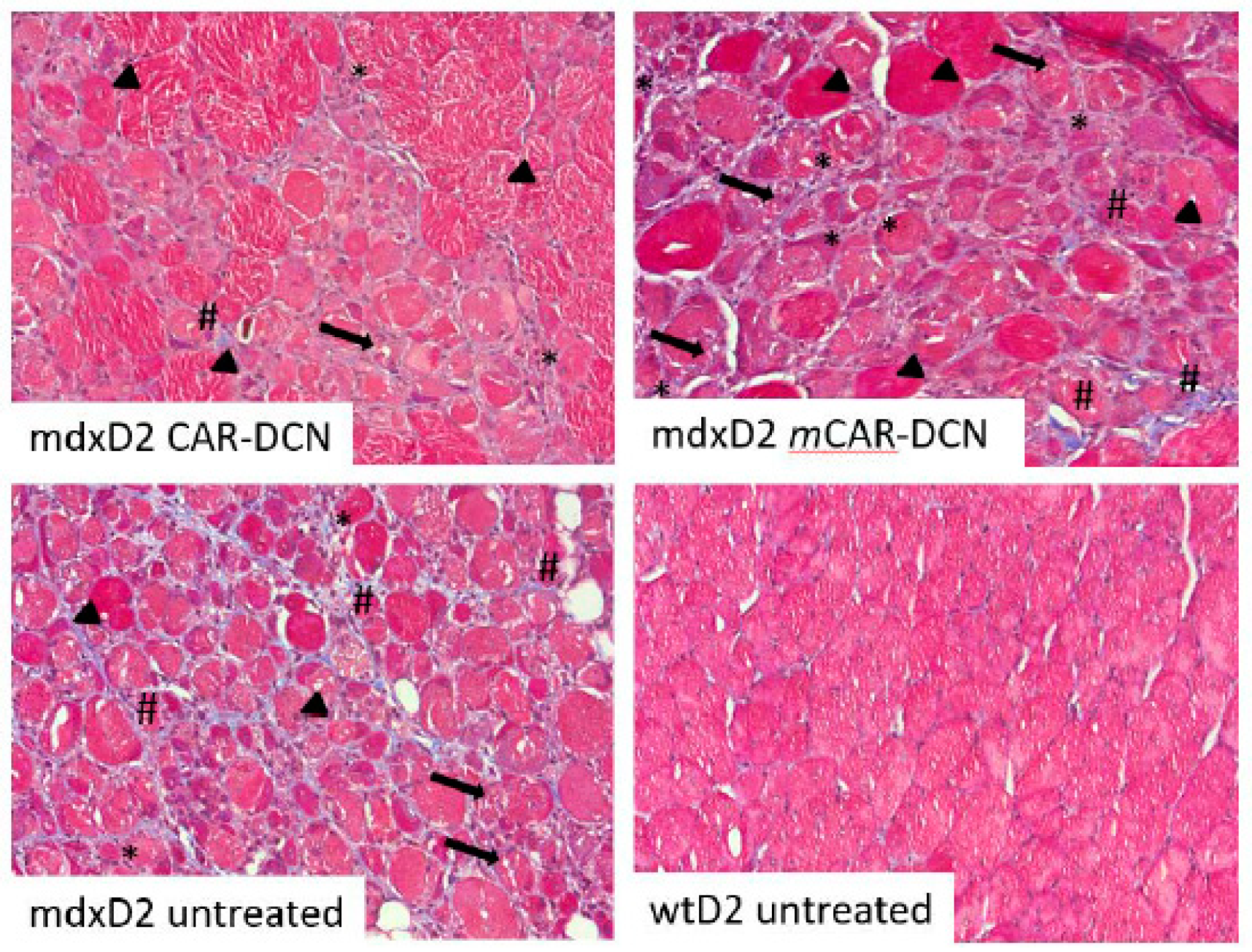 Pharmaceutics 13 01506 g007
