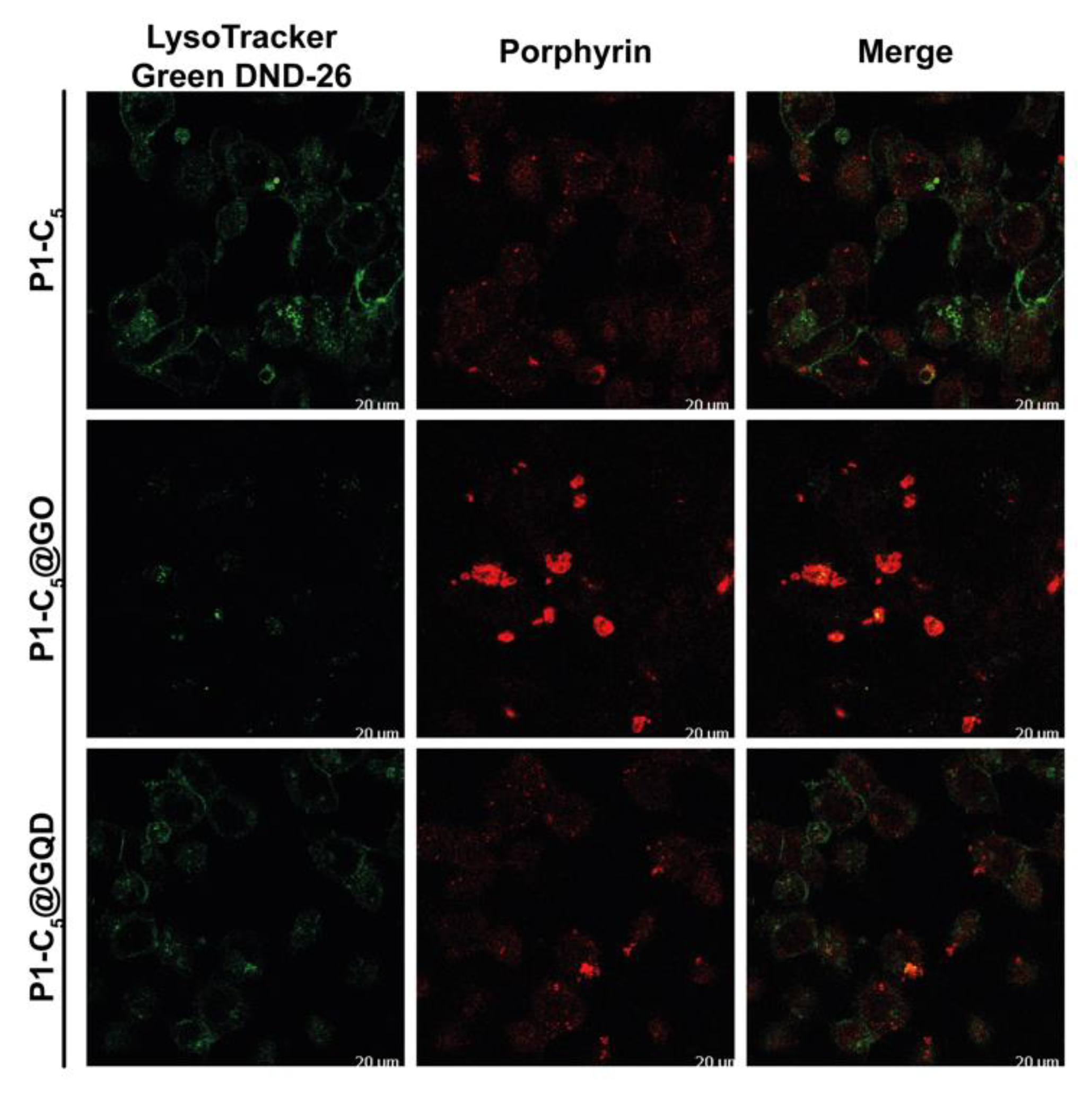 Pharmaceutics 13 01512 g015