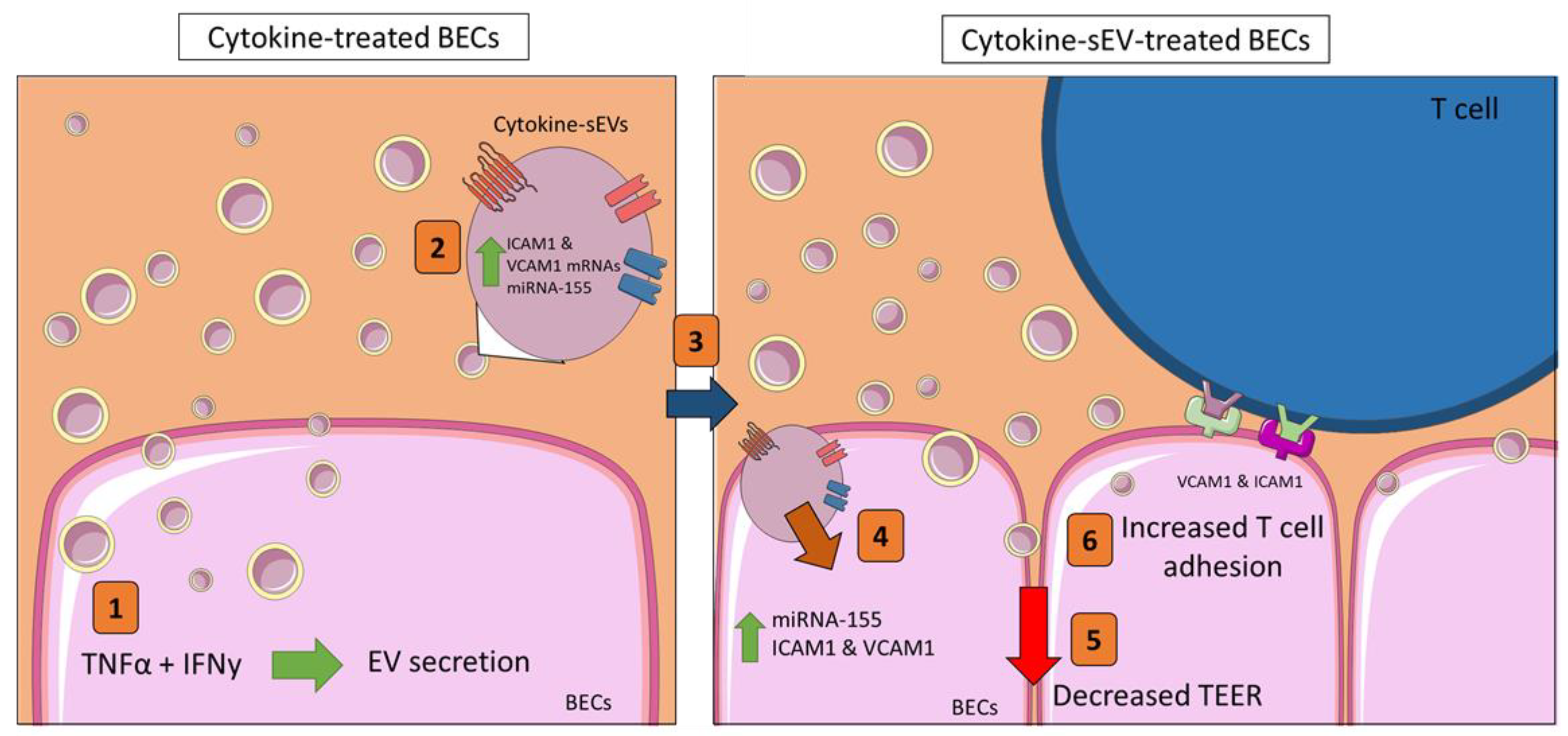 Pharmaceutics 13 01525 g007
