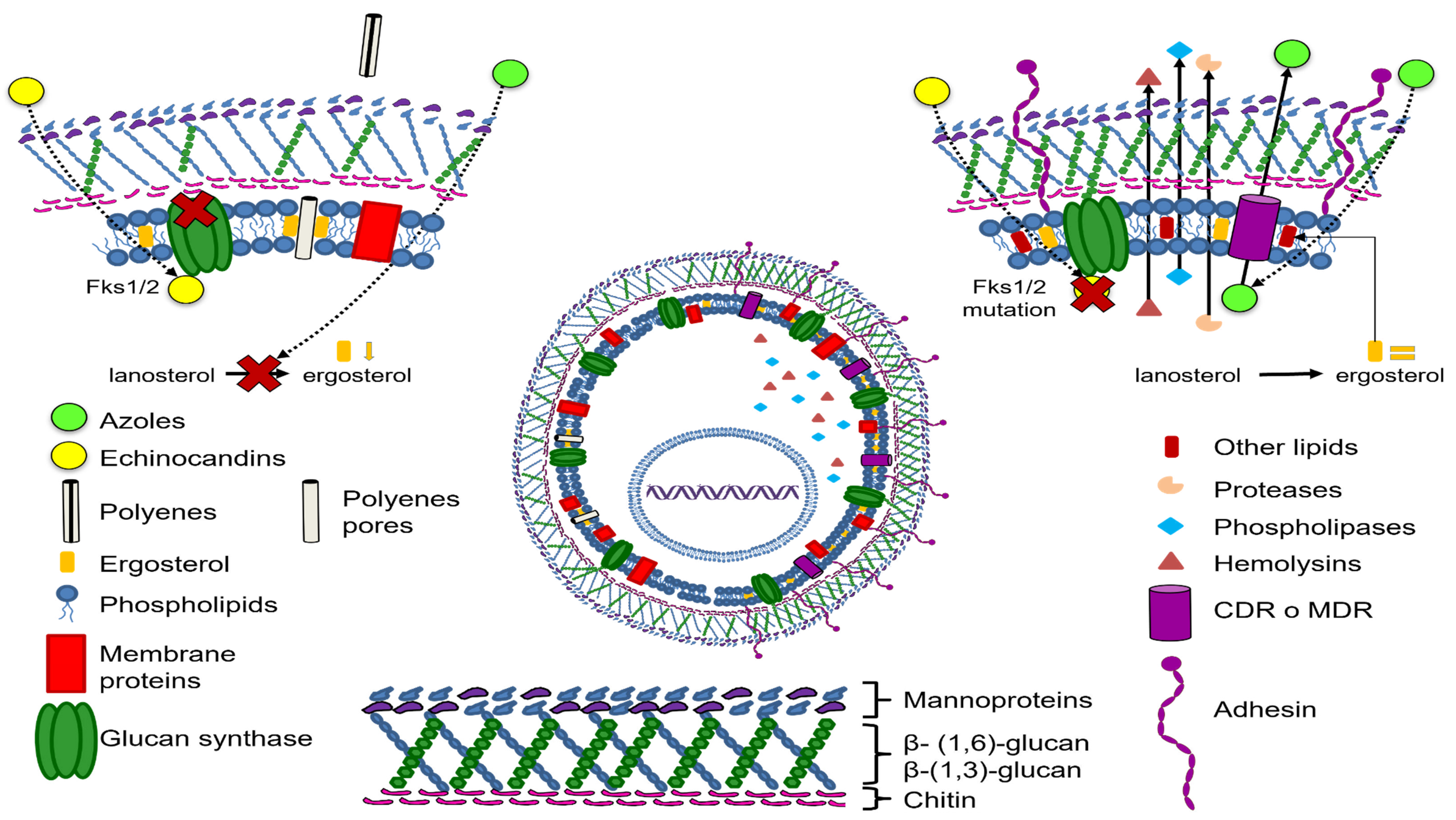Pharmaceutics 13 01529 g002 Pharmaceutics 13 01529 g002
