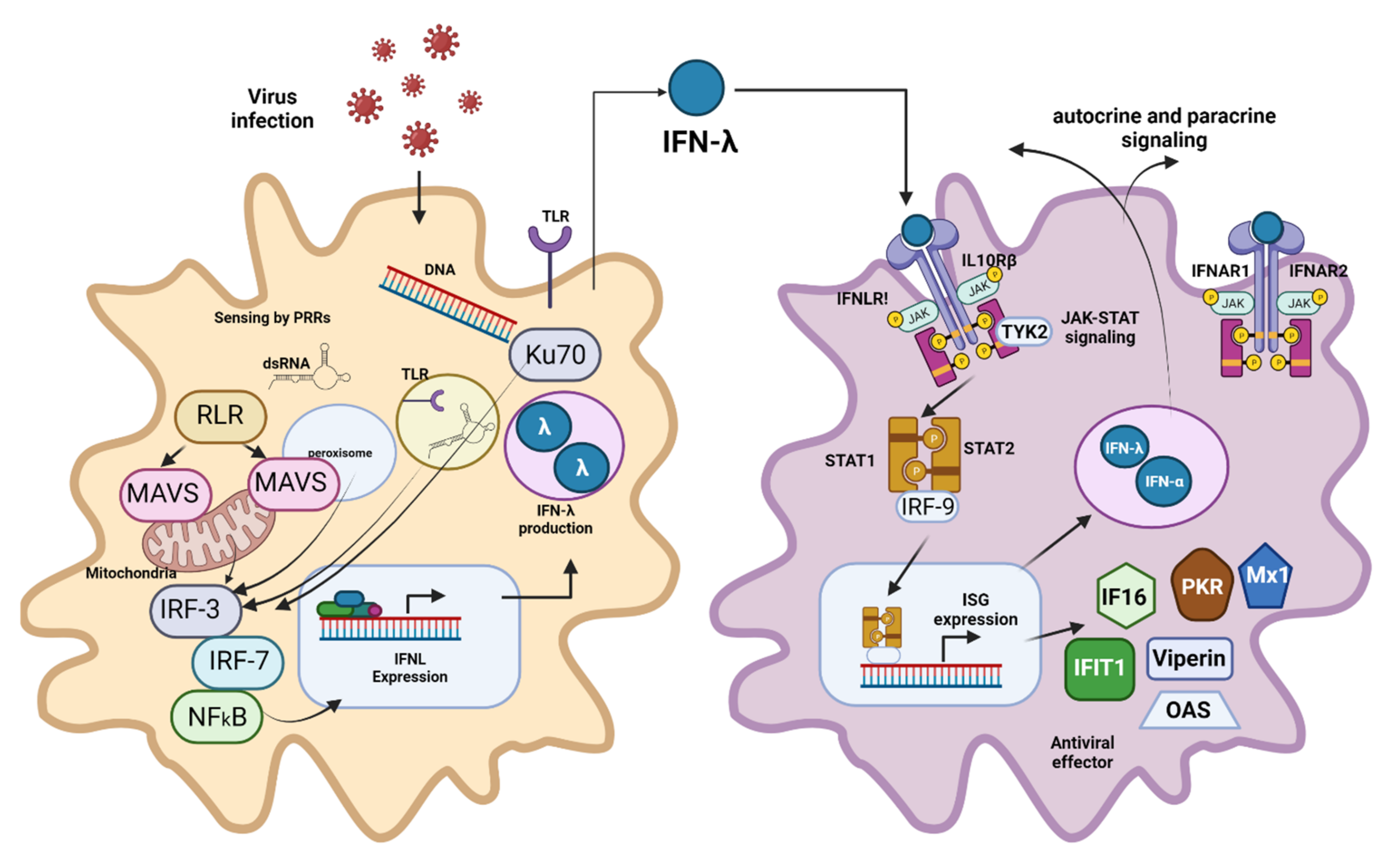 Pharmaceutics 13 01533 g003