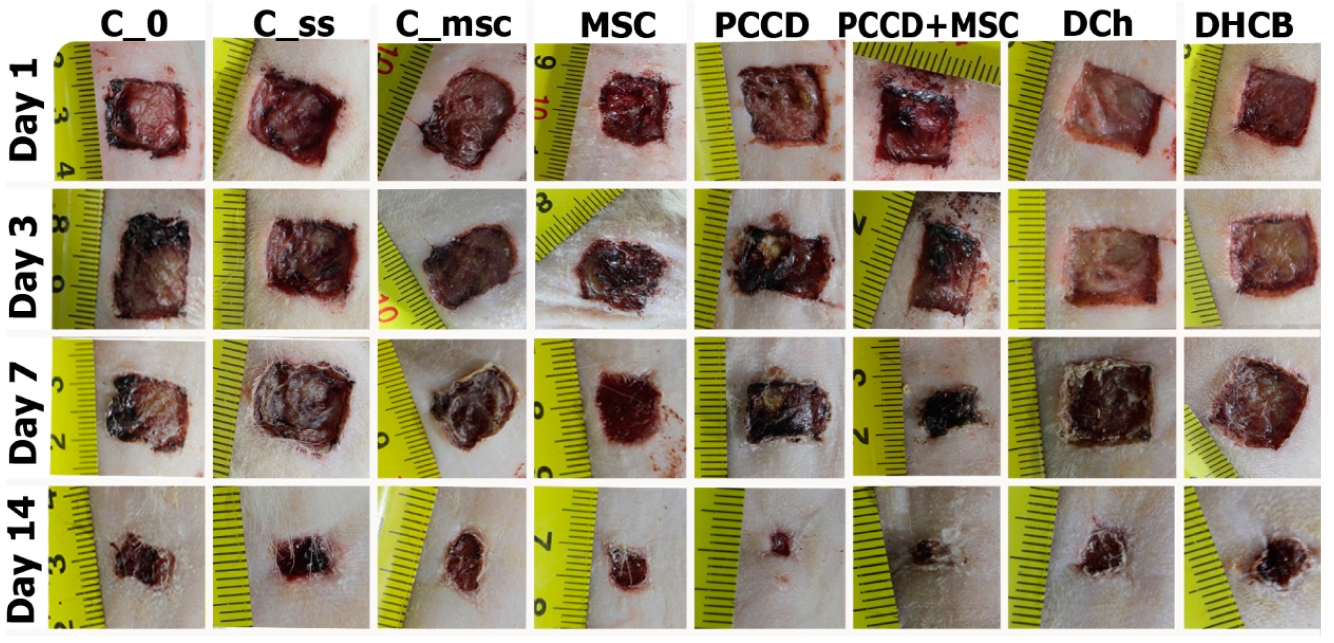 Pharmaceutics 13 01534 g006
