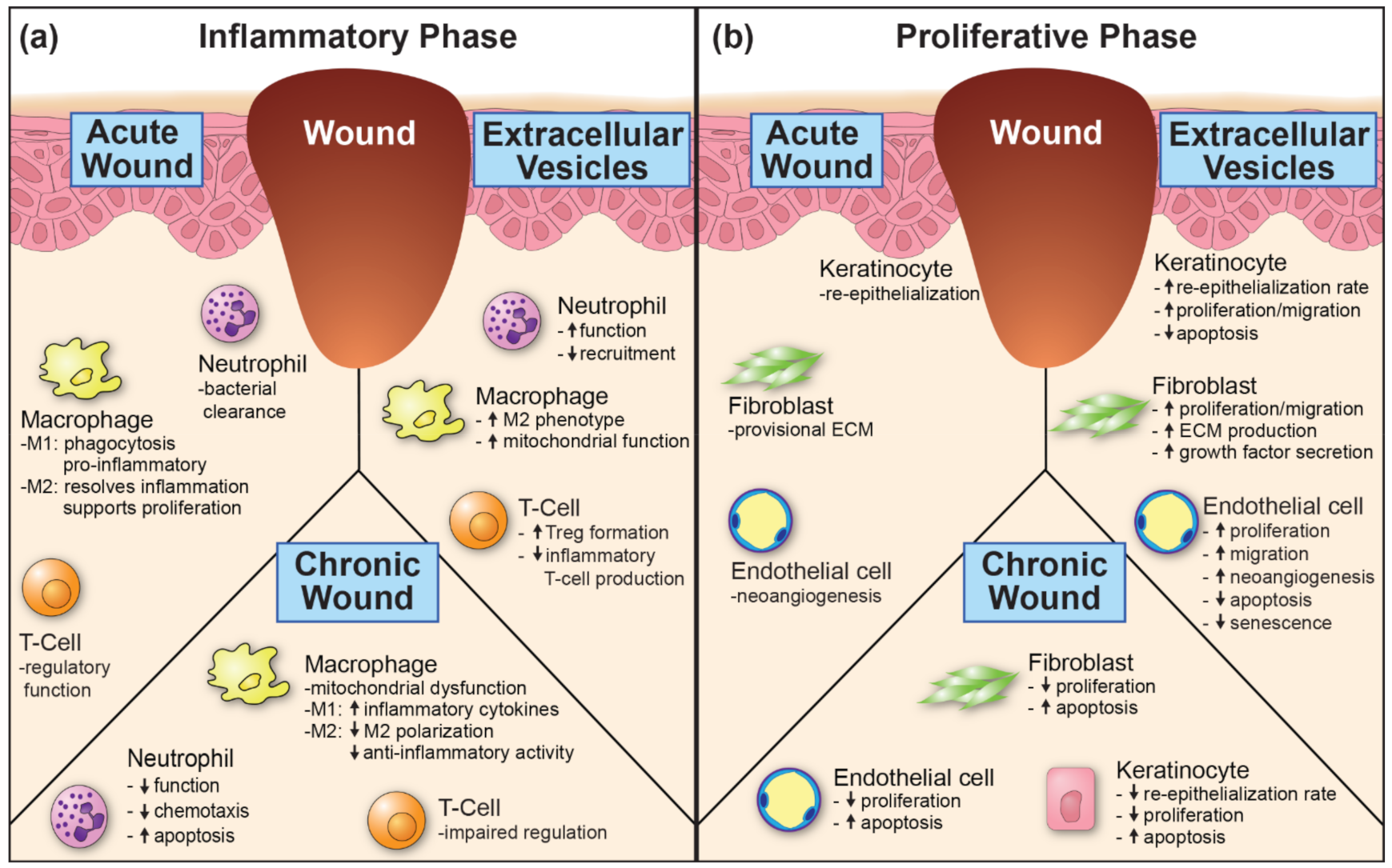 Pharmaceutics 13 01543 g002
