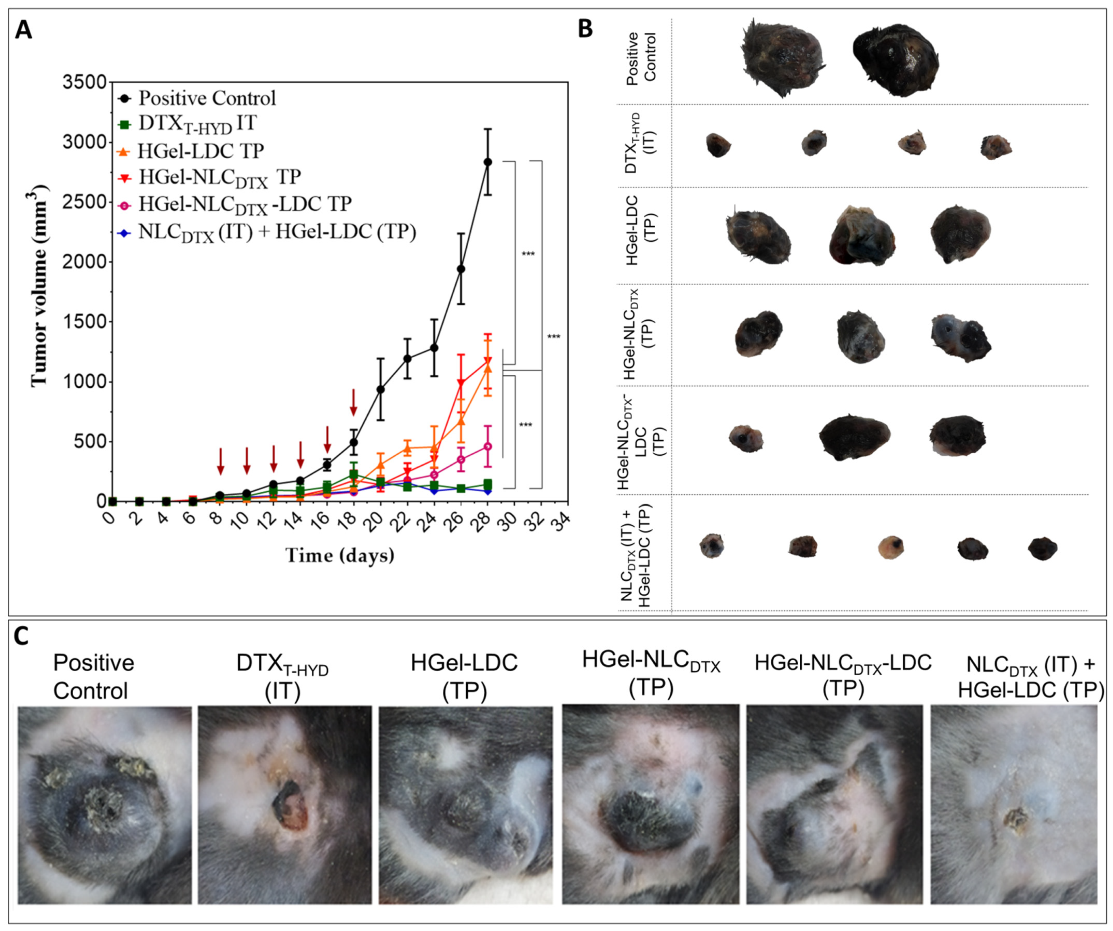 Pharmaceutics 13 01552 g004 Pharmaceutics 13 01552 g004