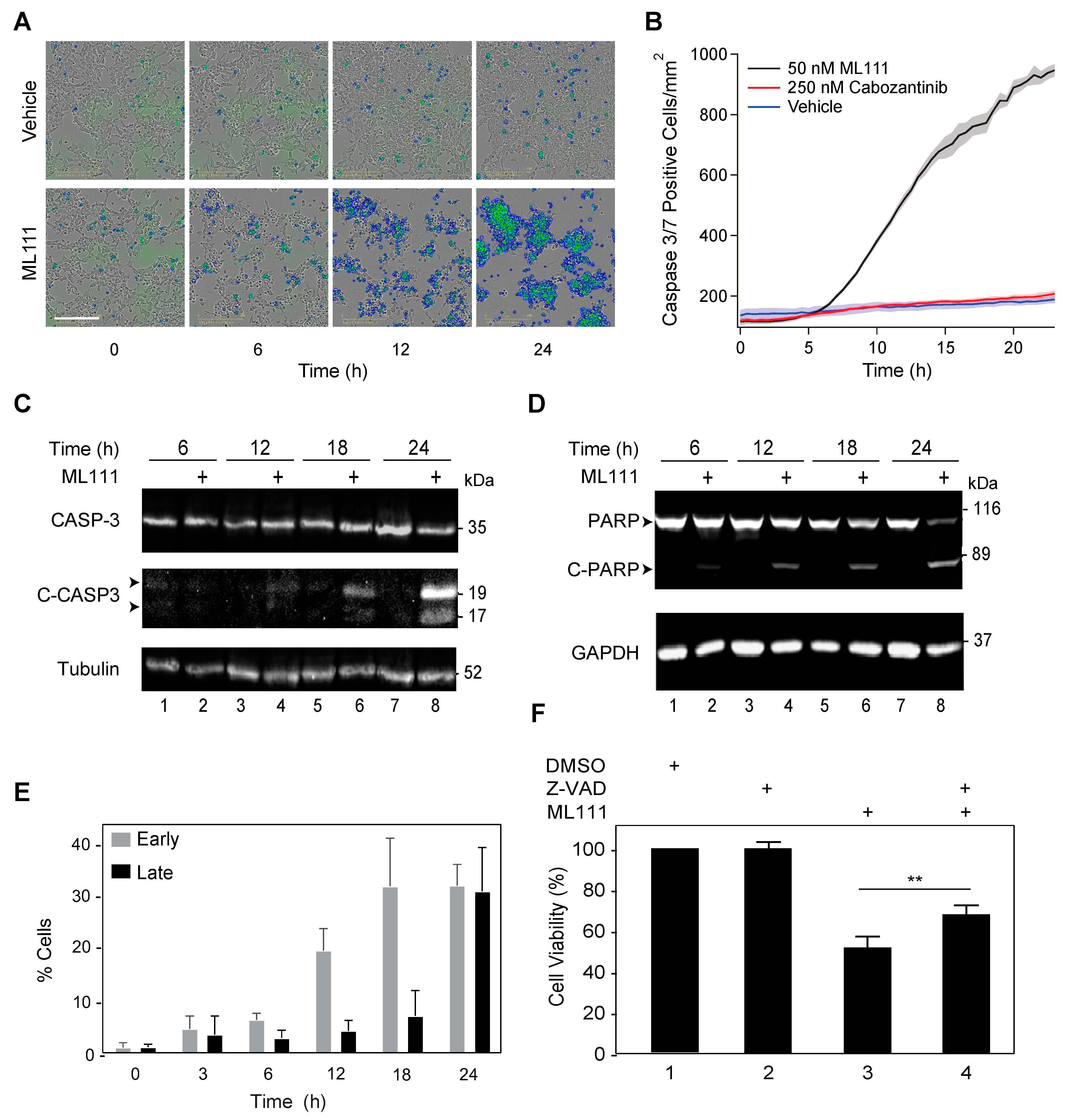 Pharmaceutics 13 01553 g003 Pharmaceutics 13 01553 g003