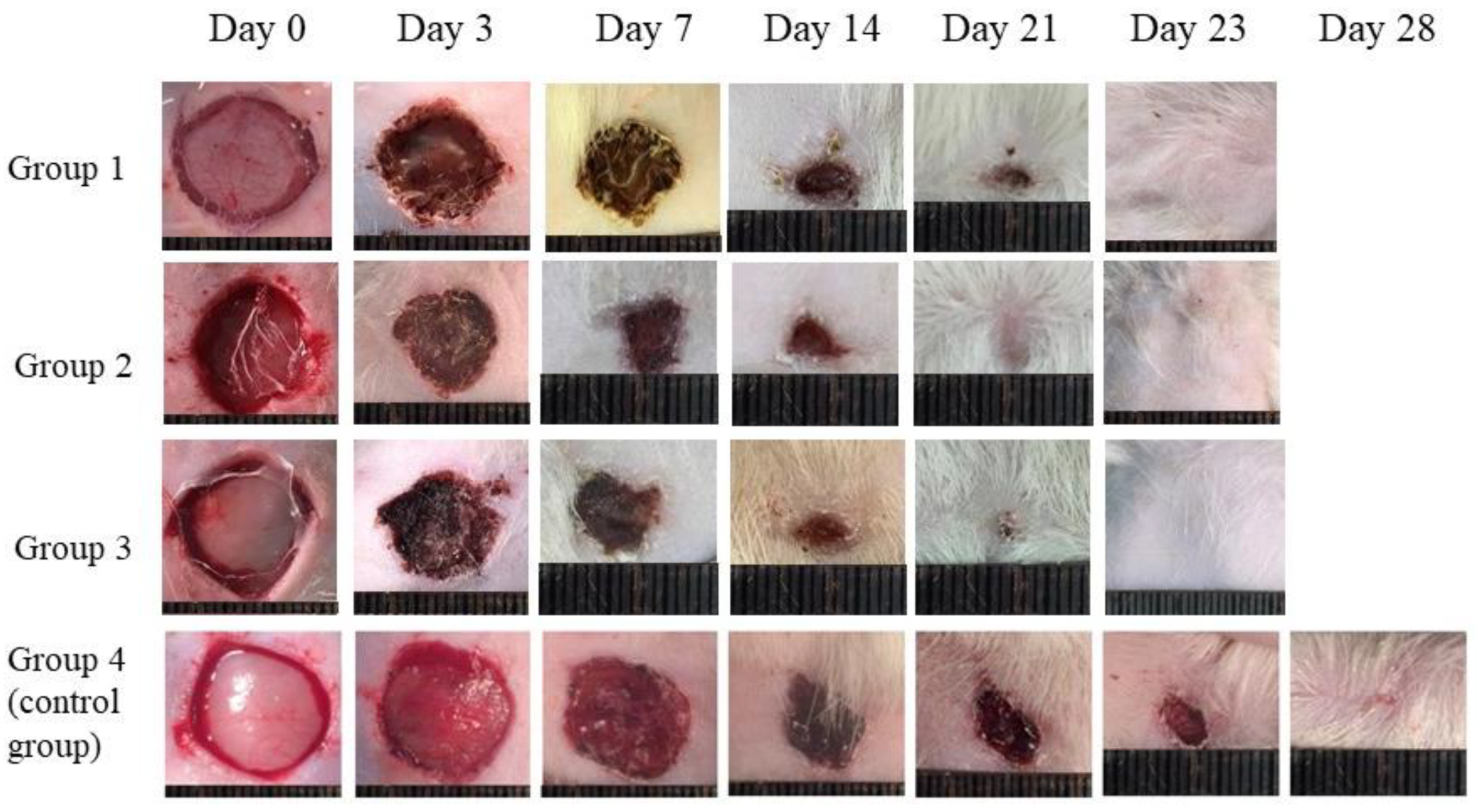 Pharmaceutics 13 01561 g006 Pharmaceutics 13 01561 g006