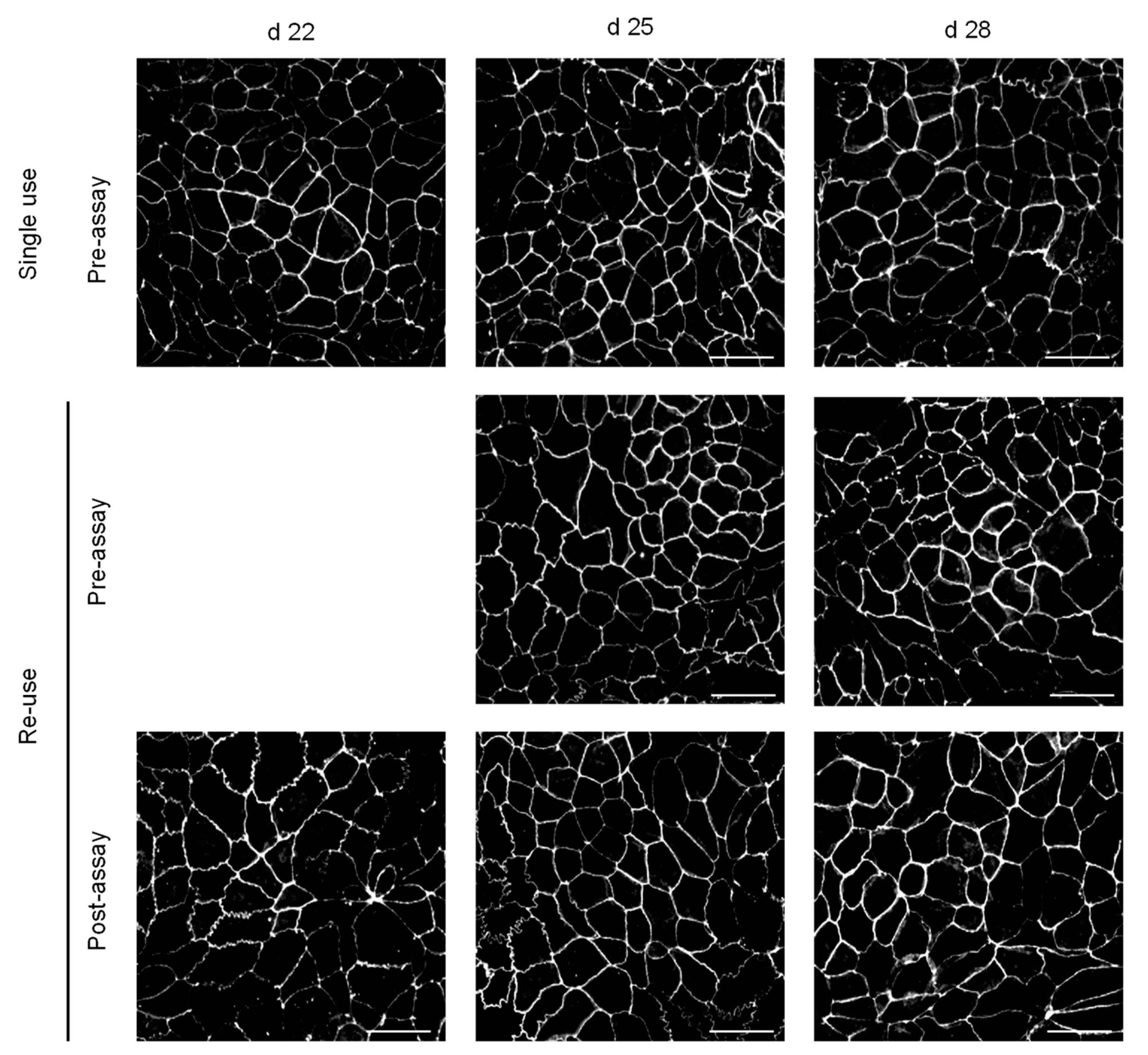 Pharmaceutics 13 01563 g006