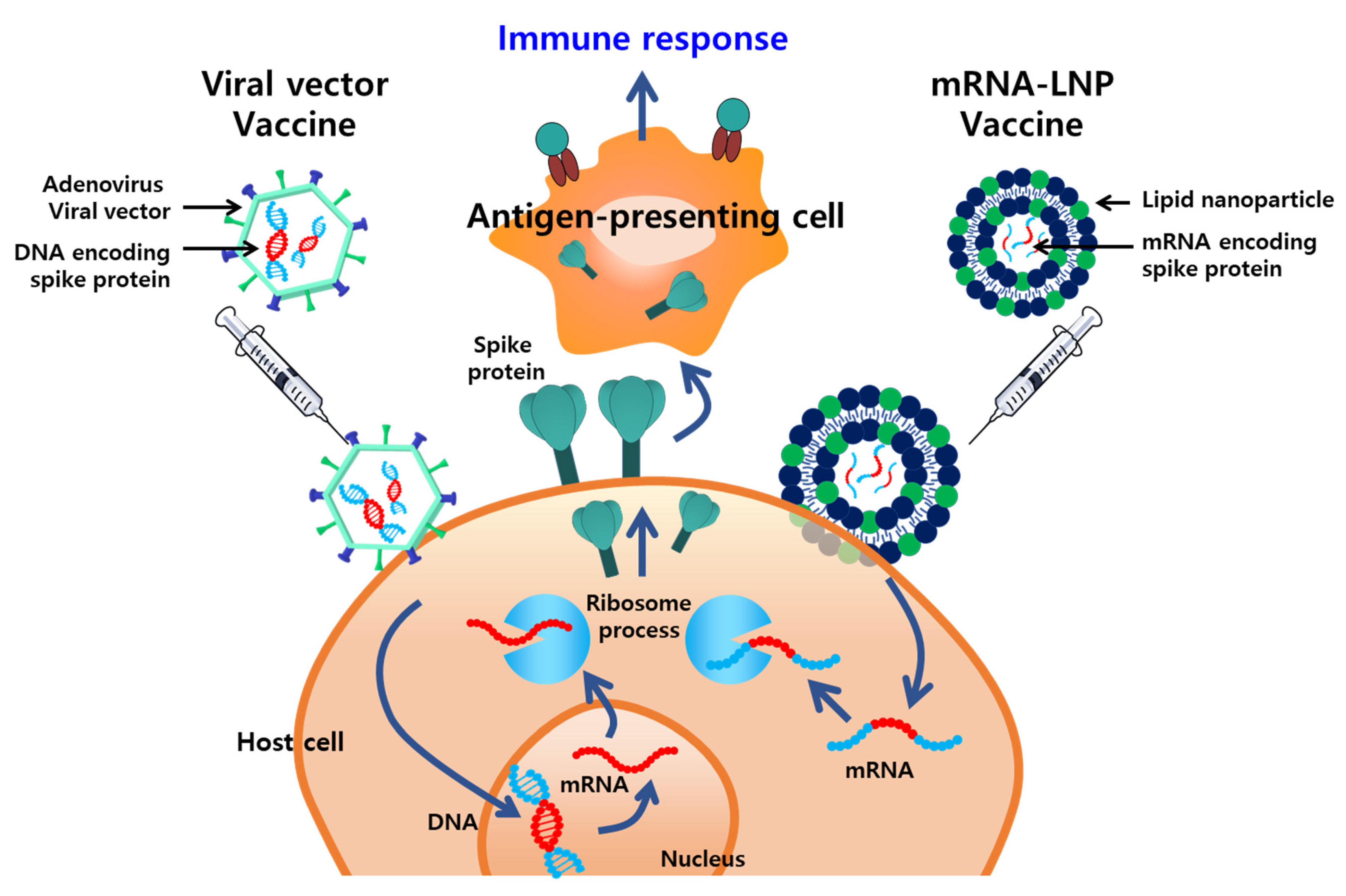 Pharmaceutics 13 01570 g002