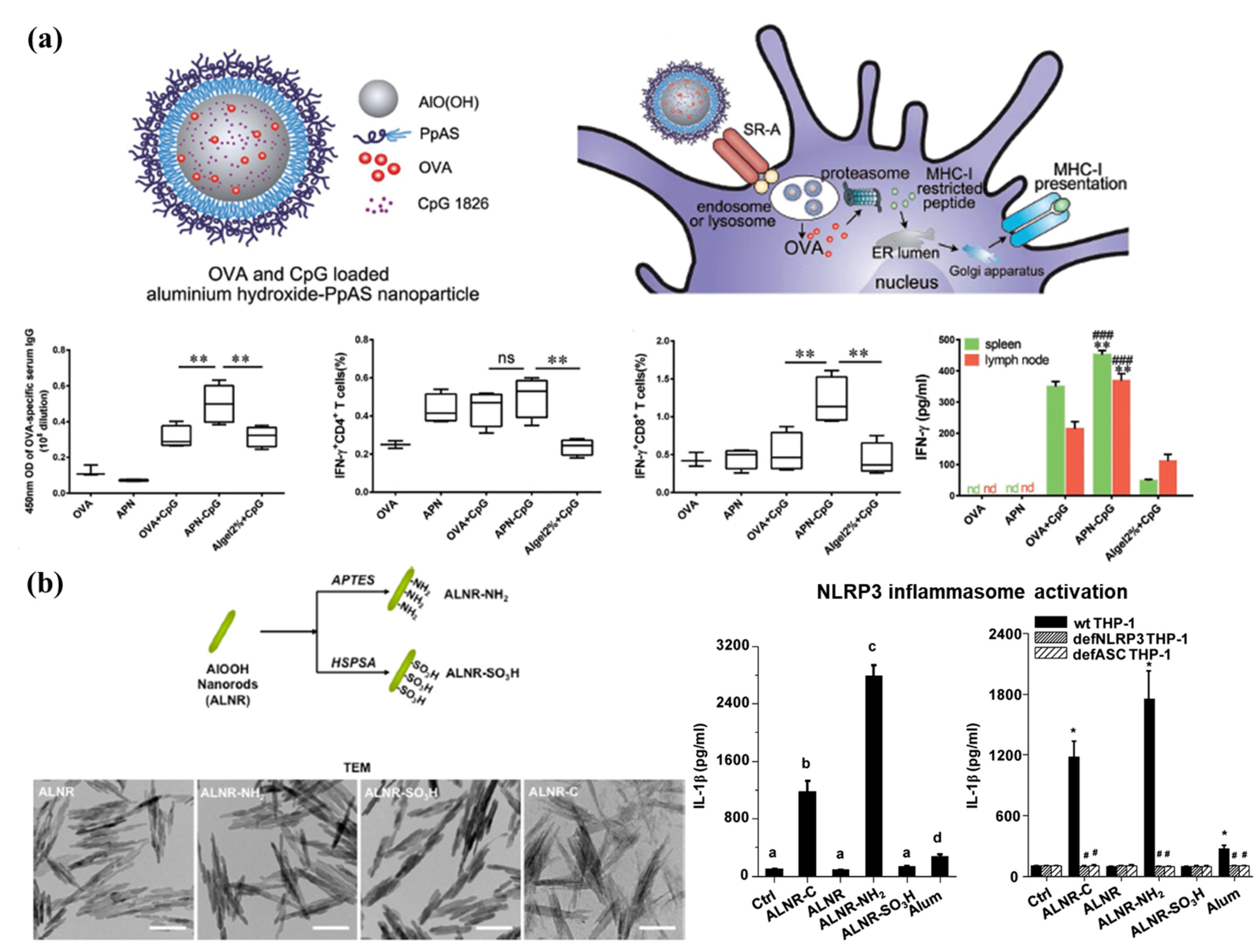 Pharmaceutics 13 01570 g004