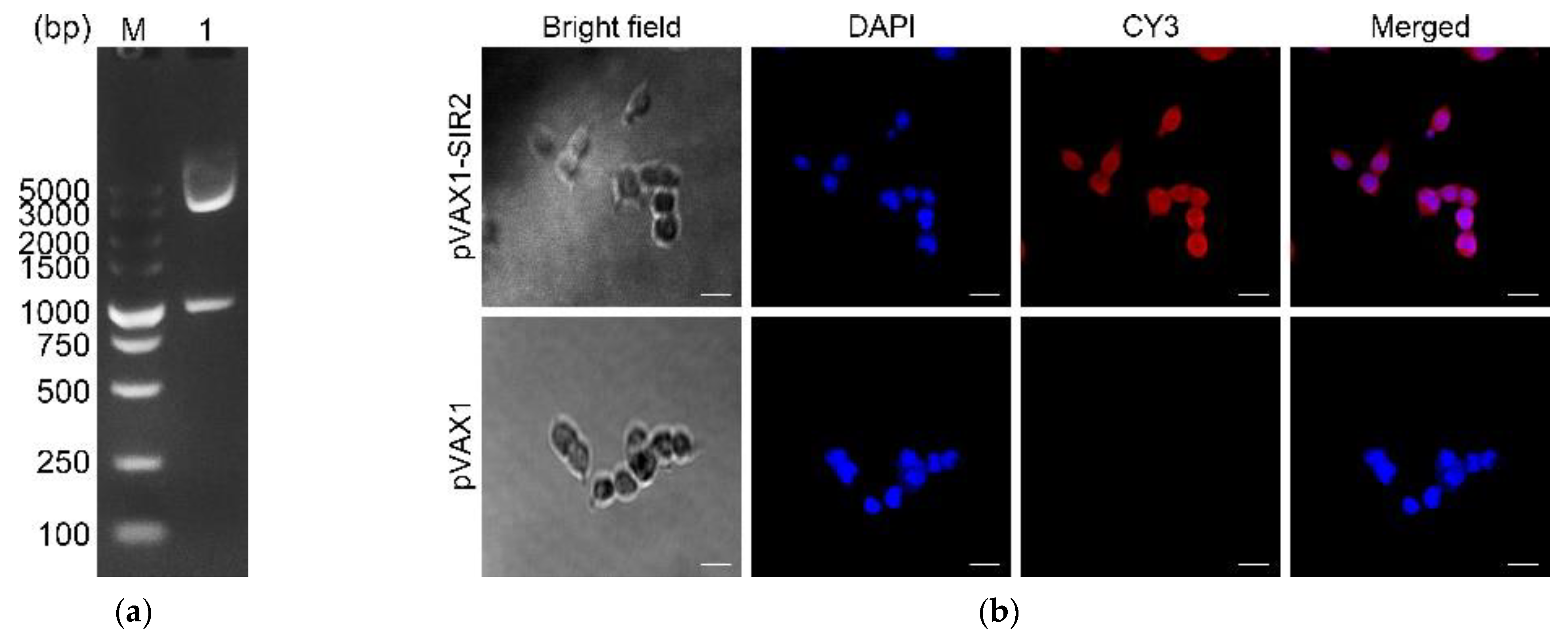 Pharmaceutics 13 01582 g001 Pharmaceutics 13 01582 g001