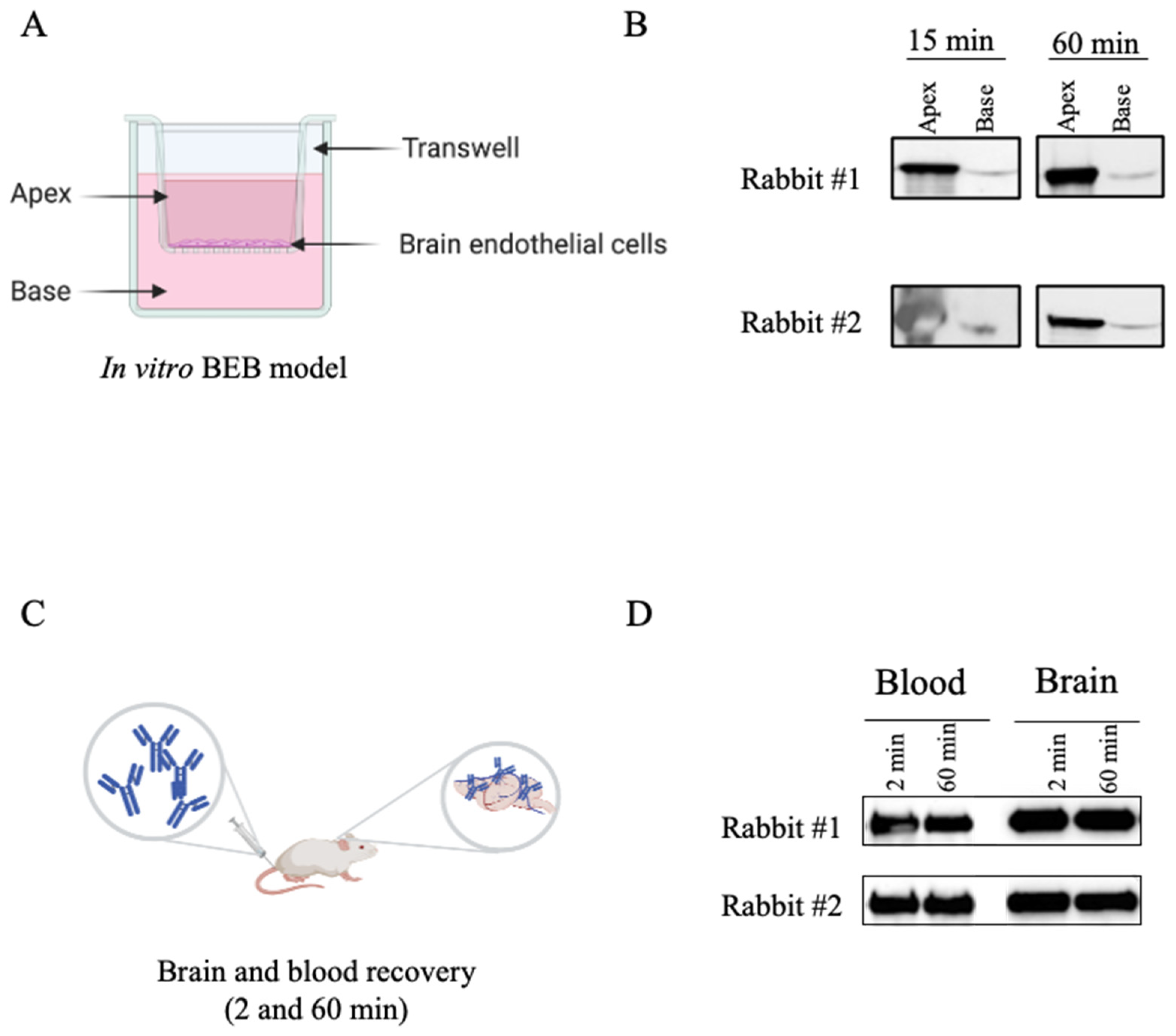Pharmaceutics 13 01598 g003