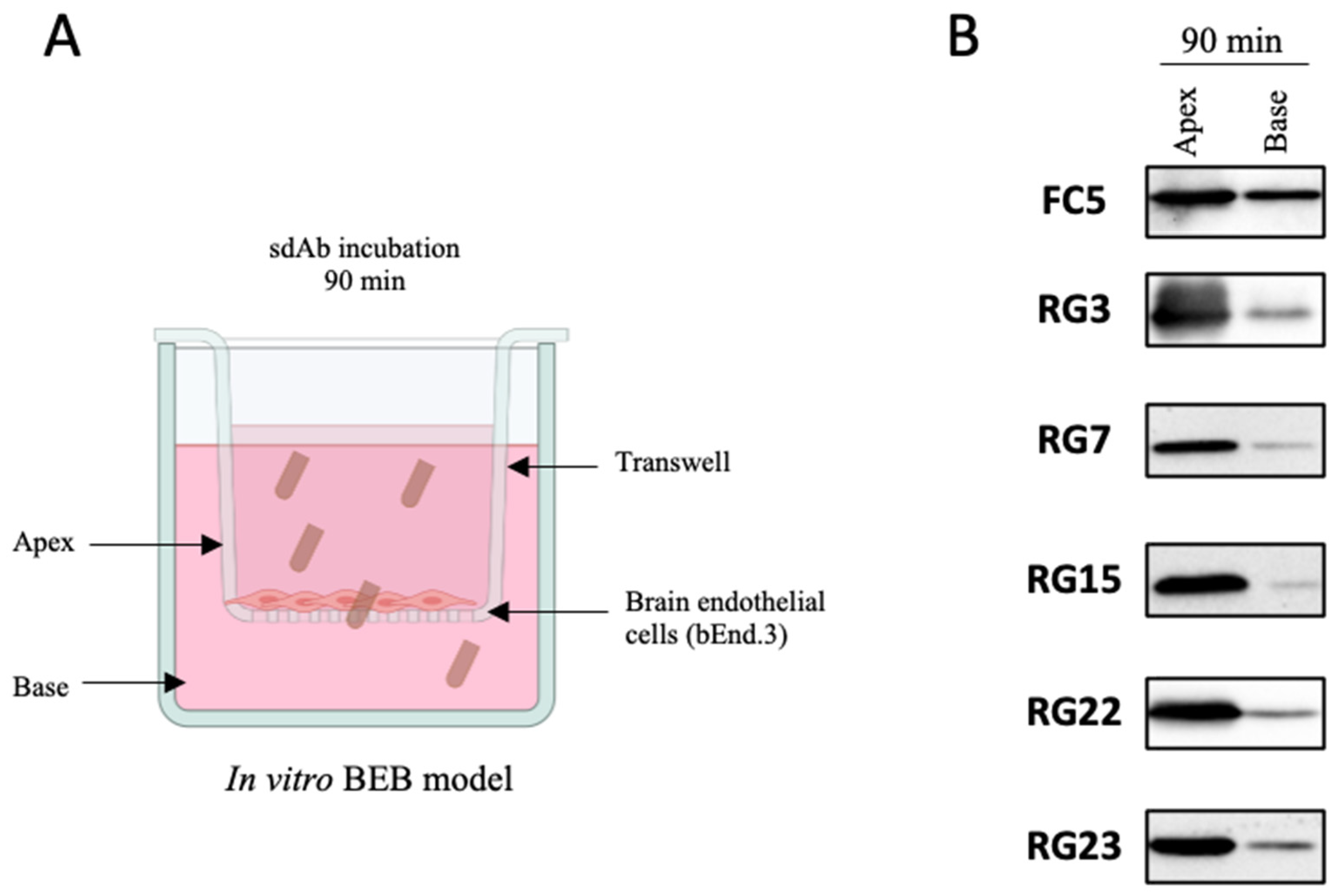 Pharmaceutics 13 01598 g005