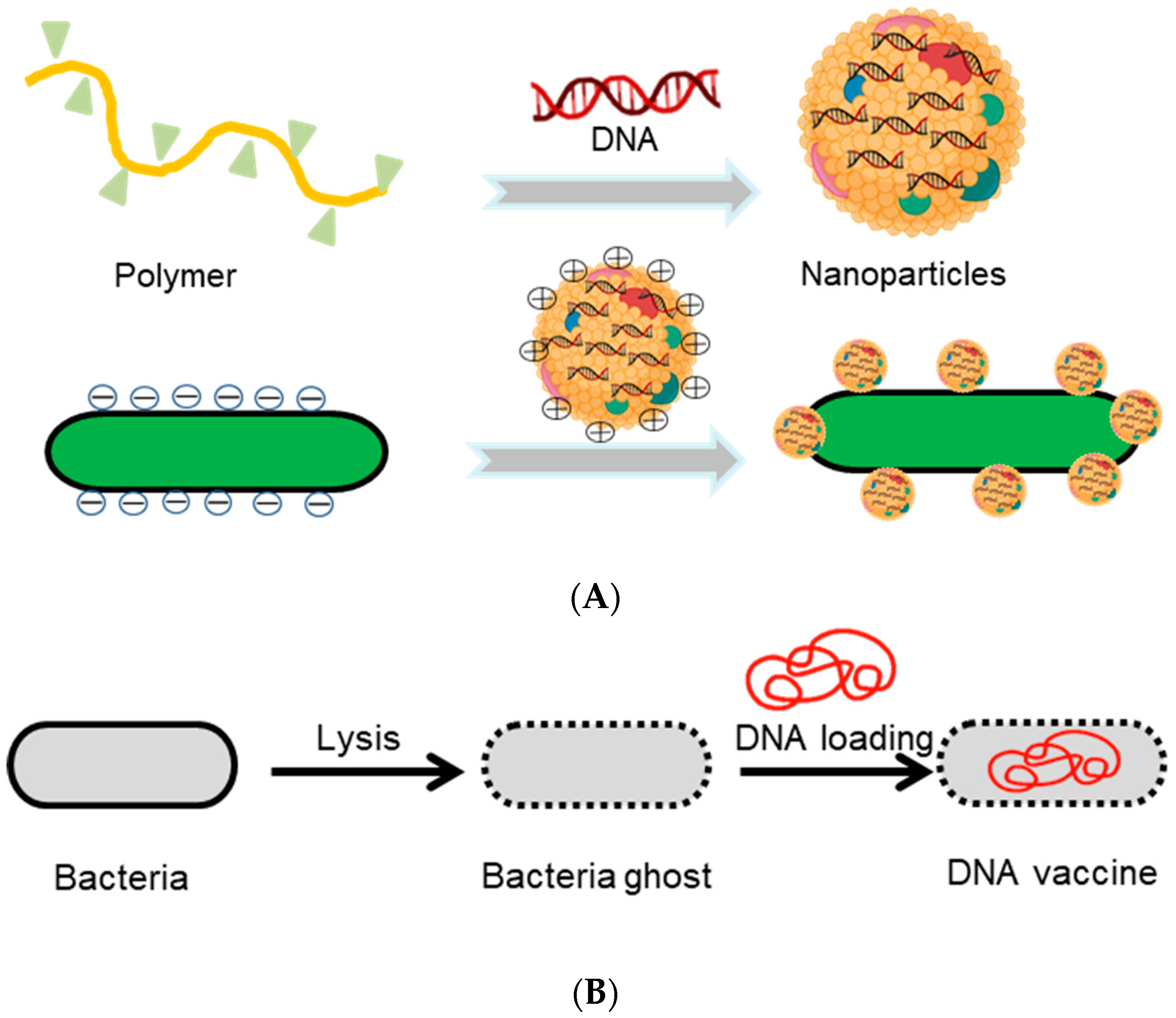 Pharmaceutics 13 01610 g003