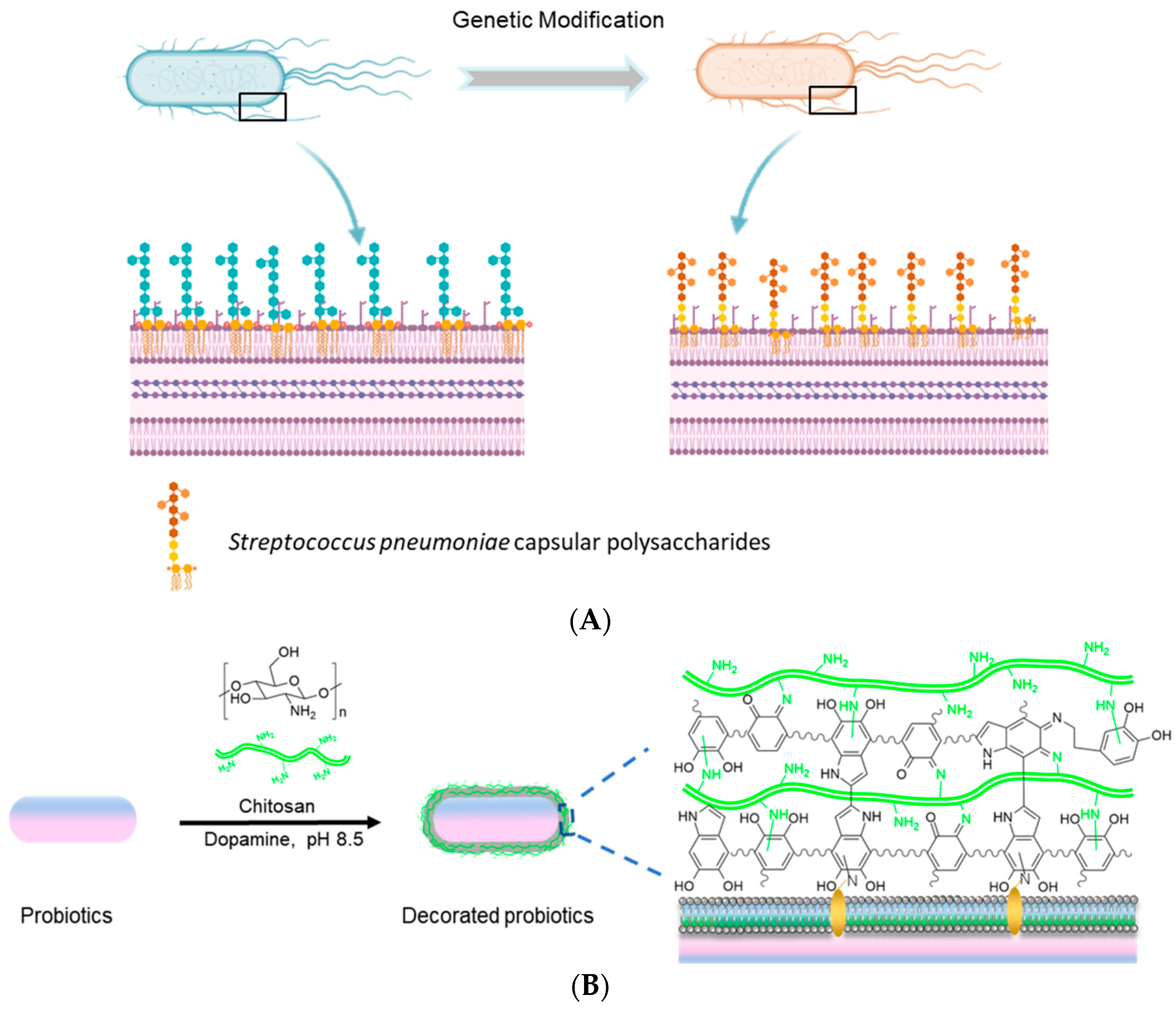 Pharmaceutics 13 01610 g004