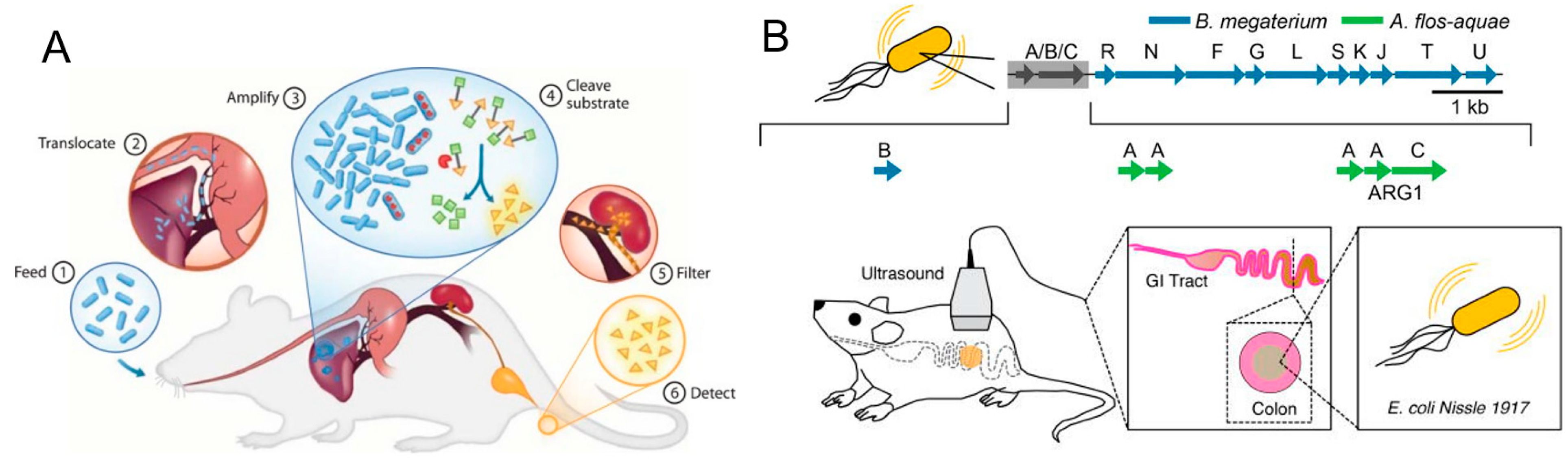 Pharmaceutics 13 01610 g005