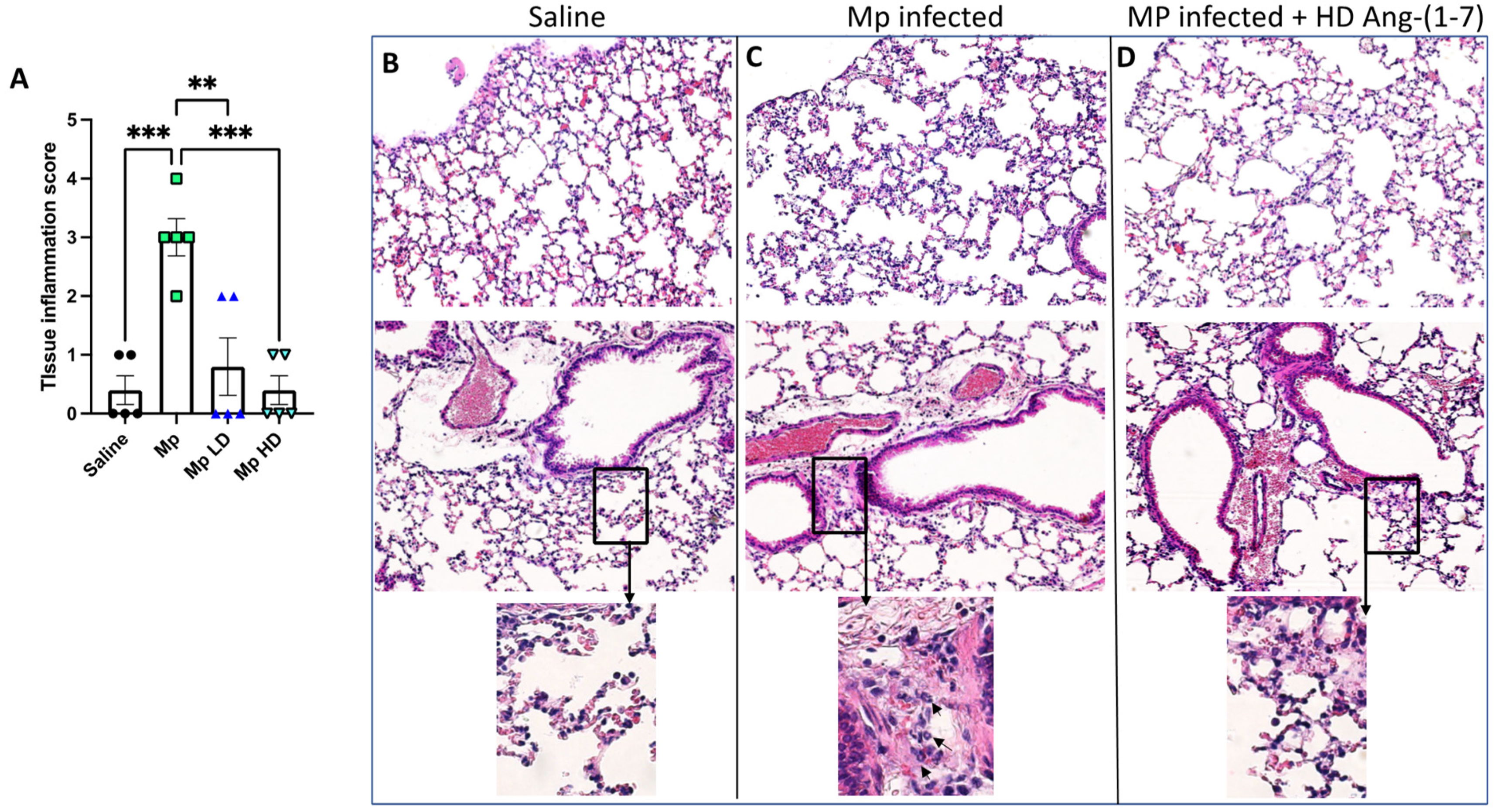 Pharmaceutics 13 01614 g004