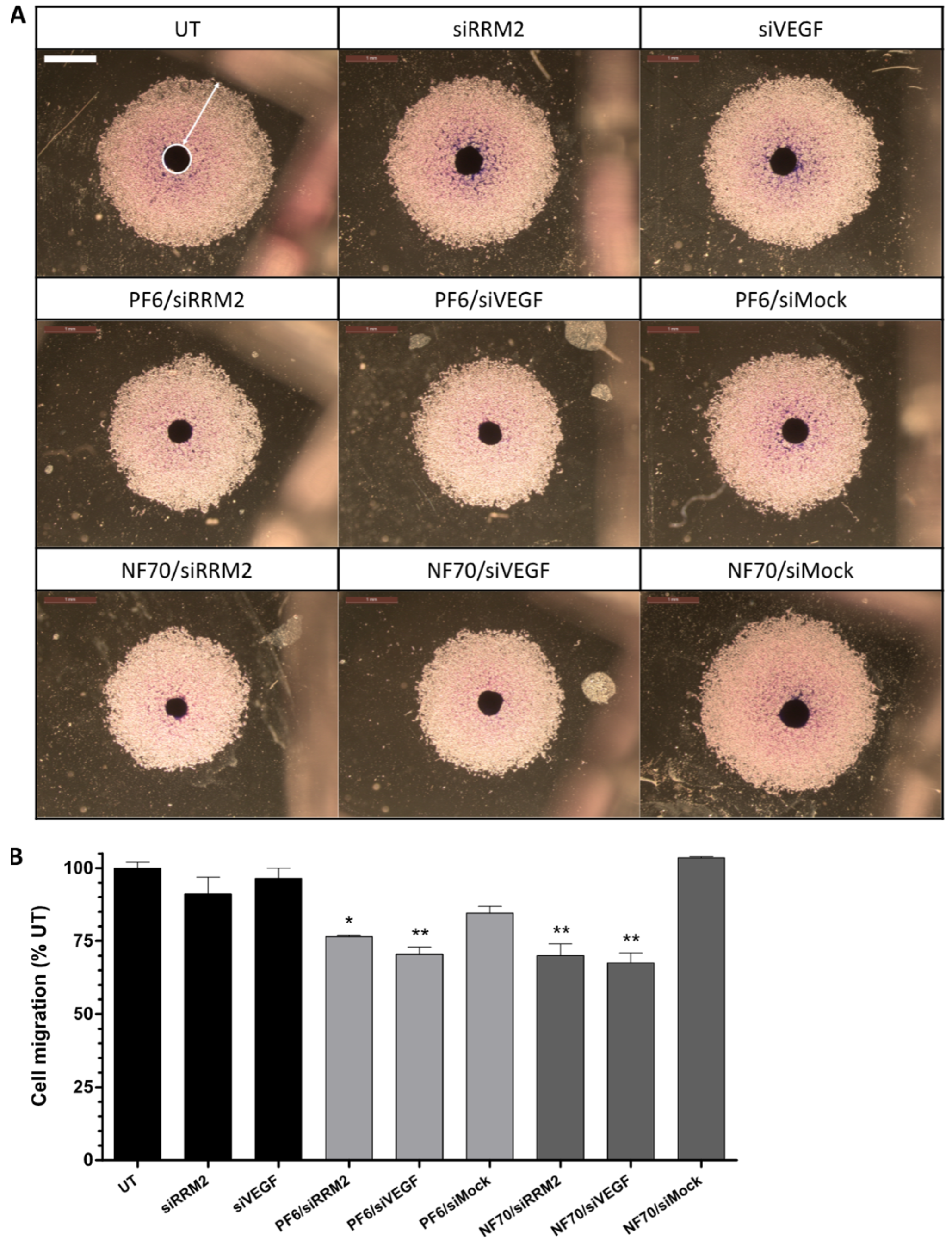 Pharmaceutics 13 01618 g005