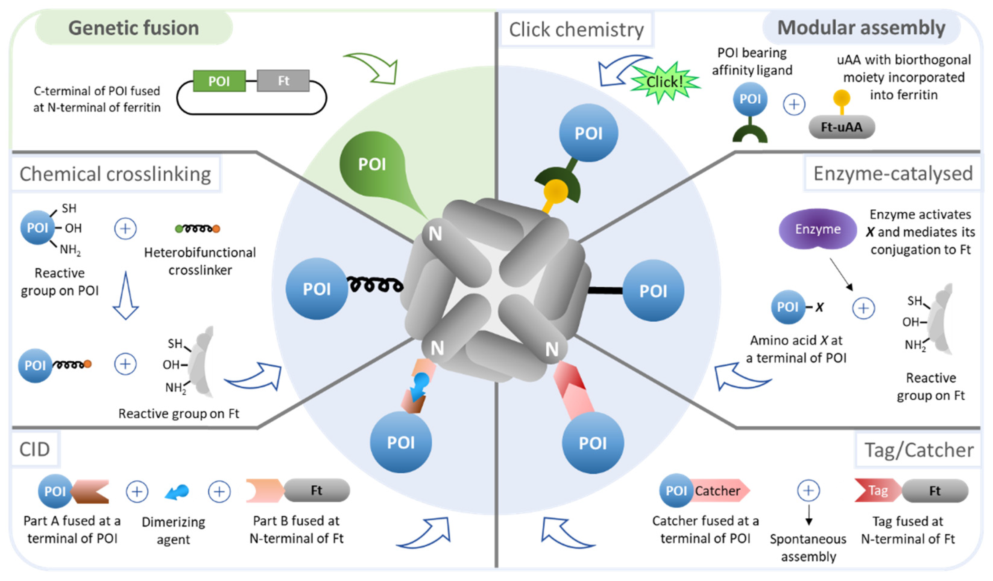 Pharmaceutics 13 01621 g003