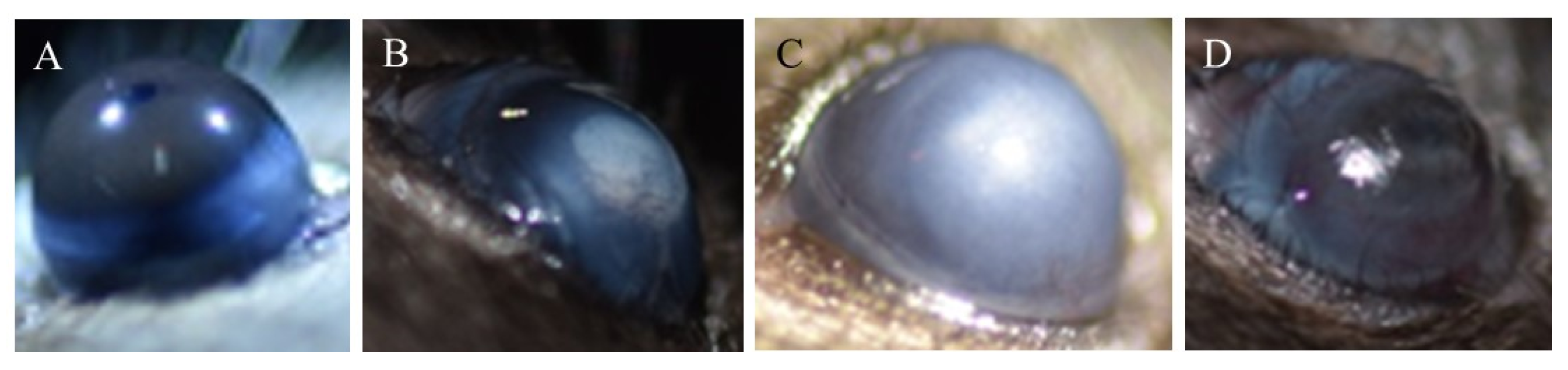 Pharmaceutics 13 01628 g008