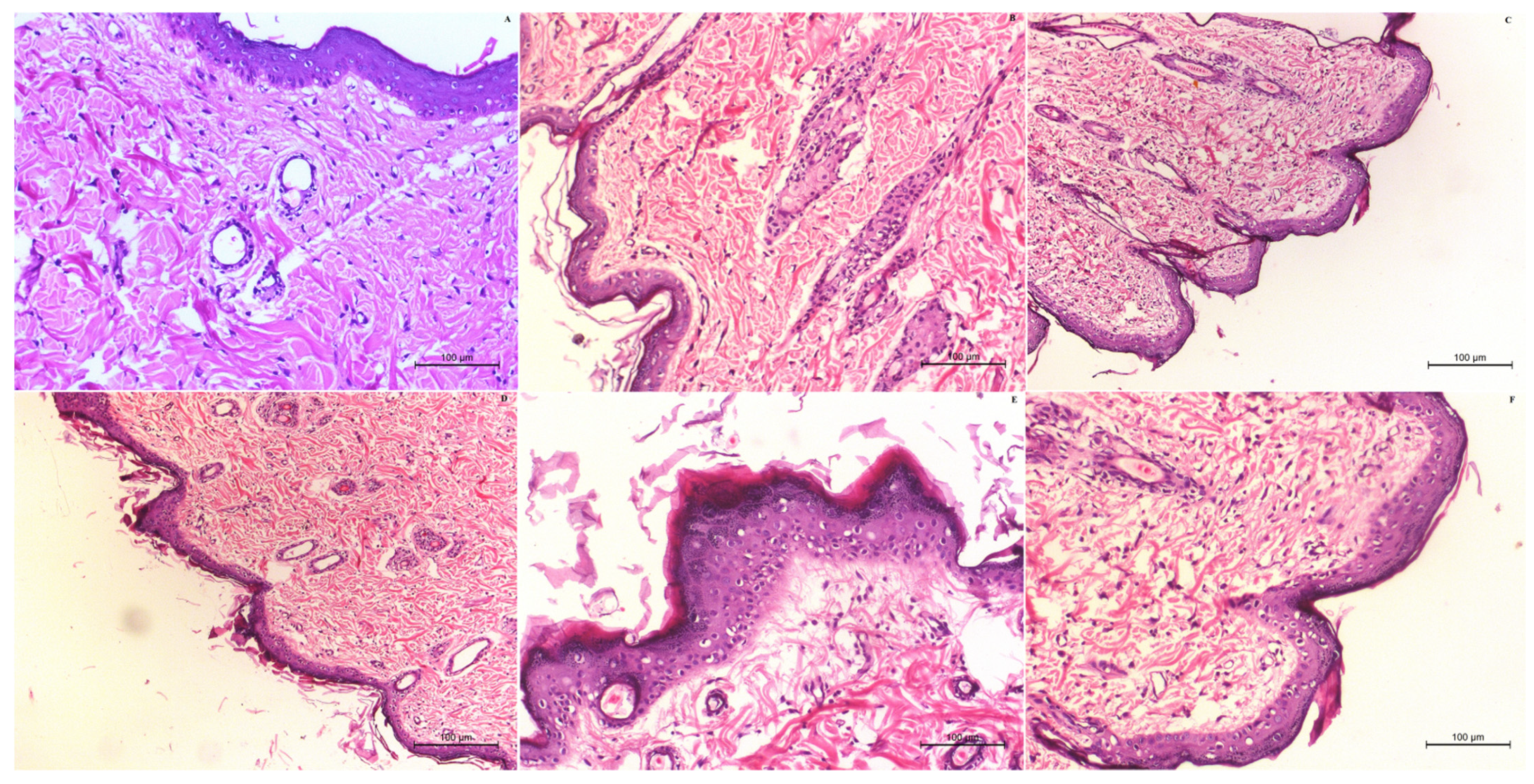 Pharmaceutics 13 01633 g006