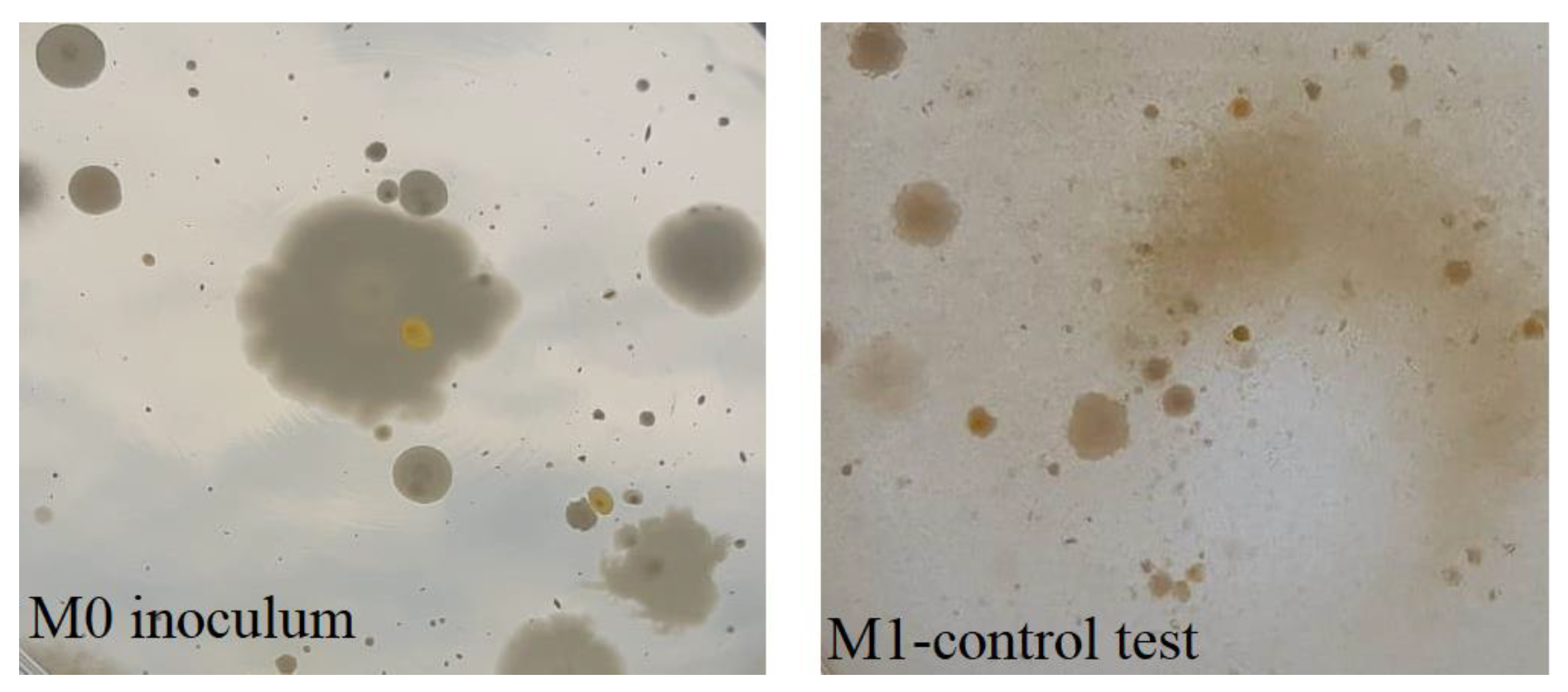 Pharmaceutics 13 01639 g004