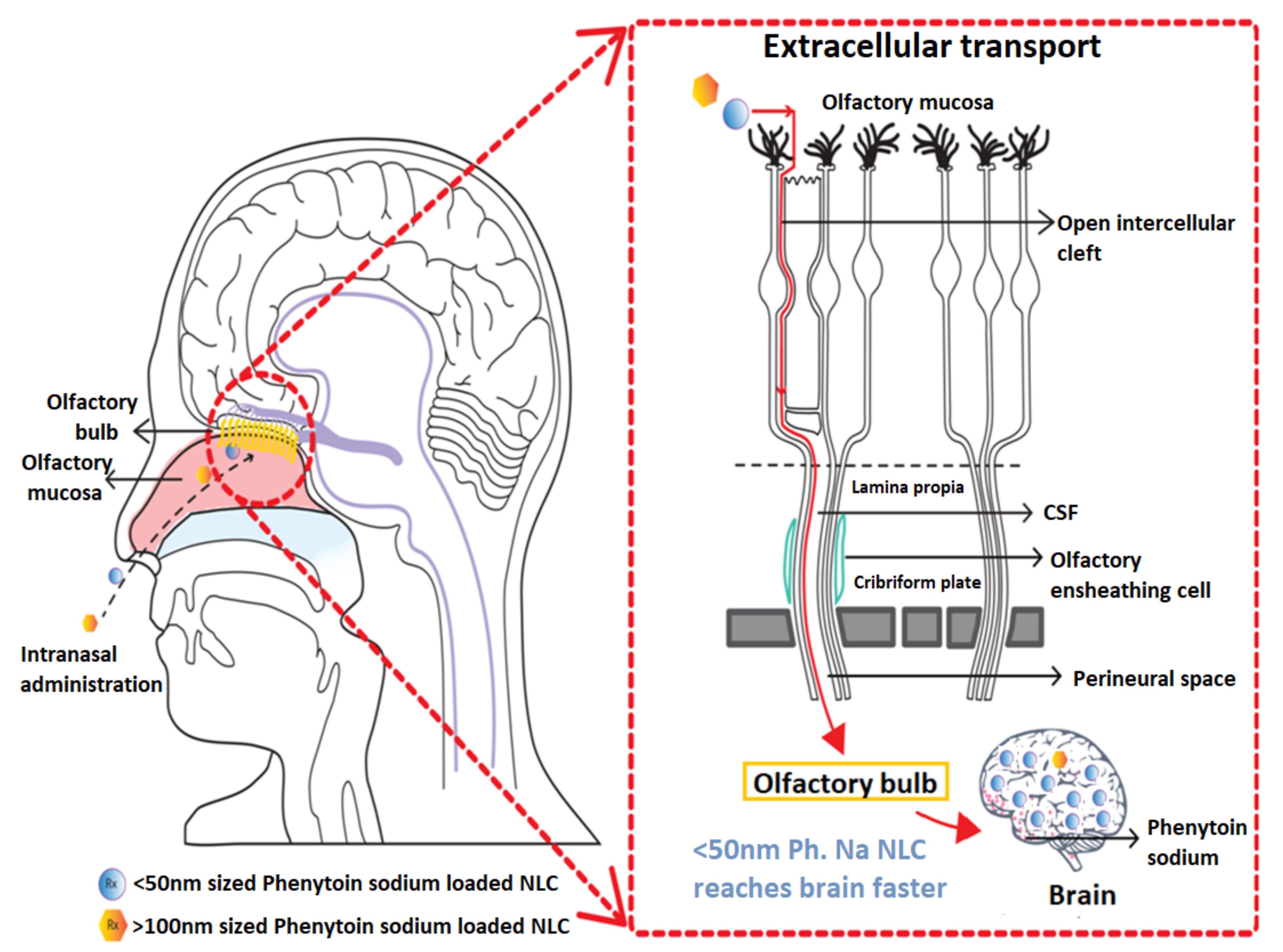 Pharmaceutics 13 01640 g010