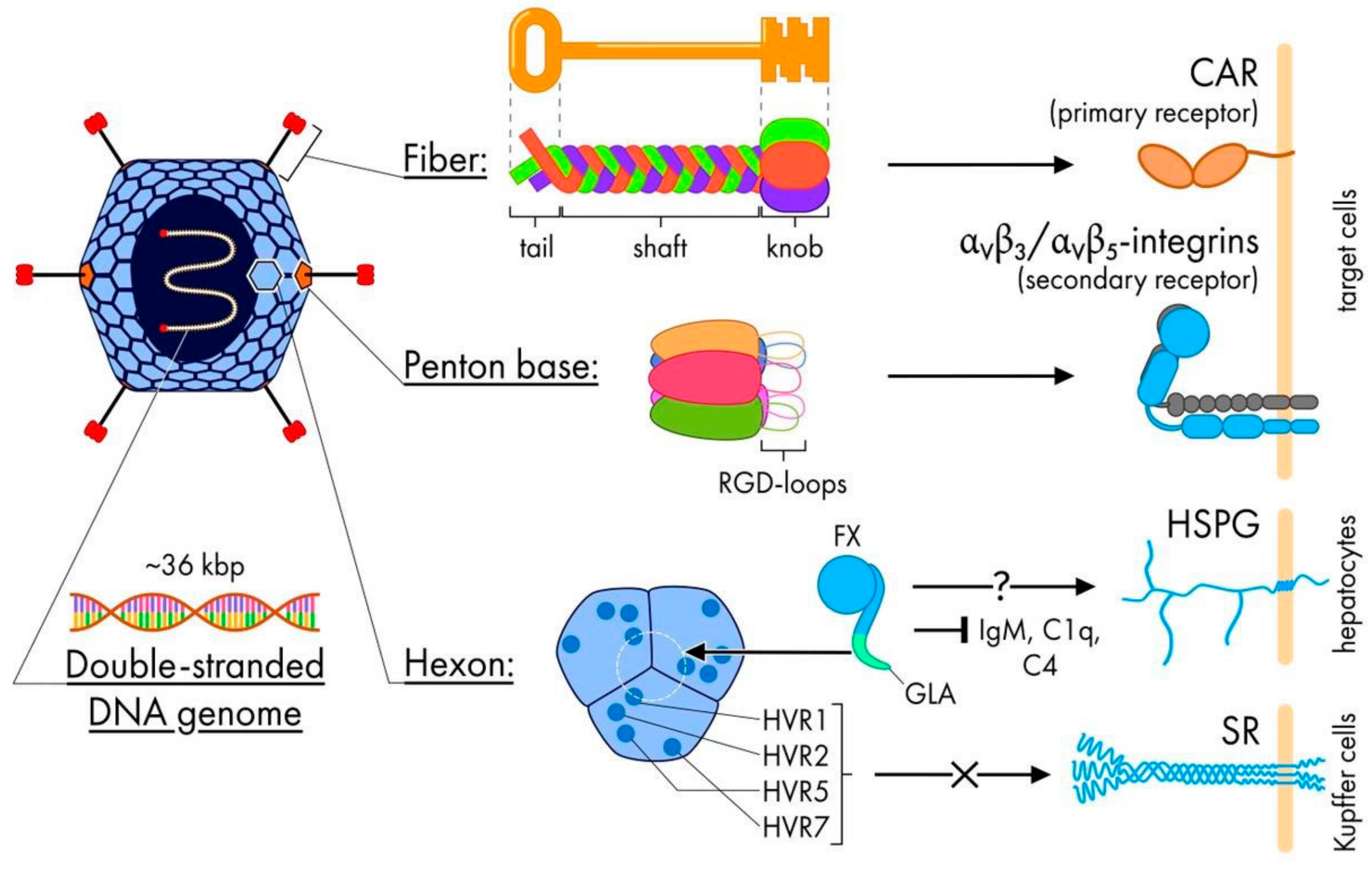 Pharmaceutics 13 01641 g001 Pharmaceutics 13 01641 g001