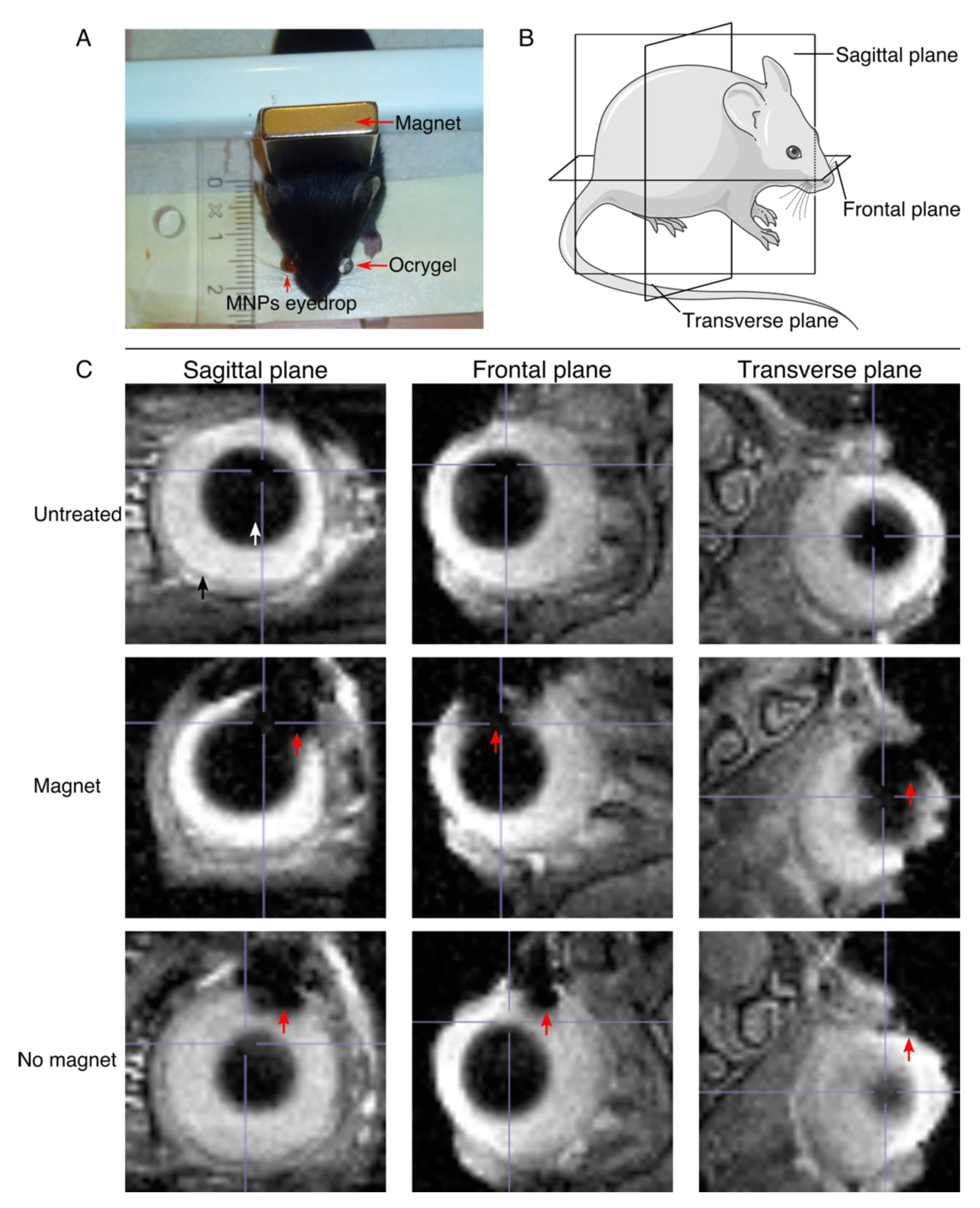Pharmaceutics 13 01650 g003