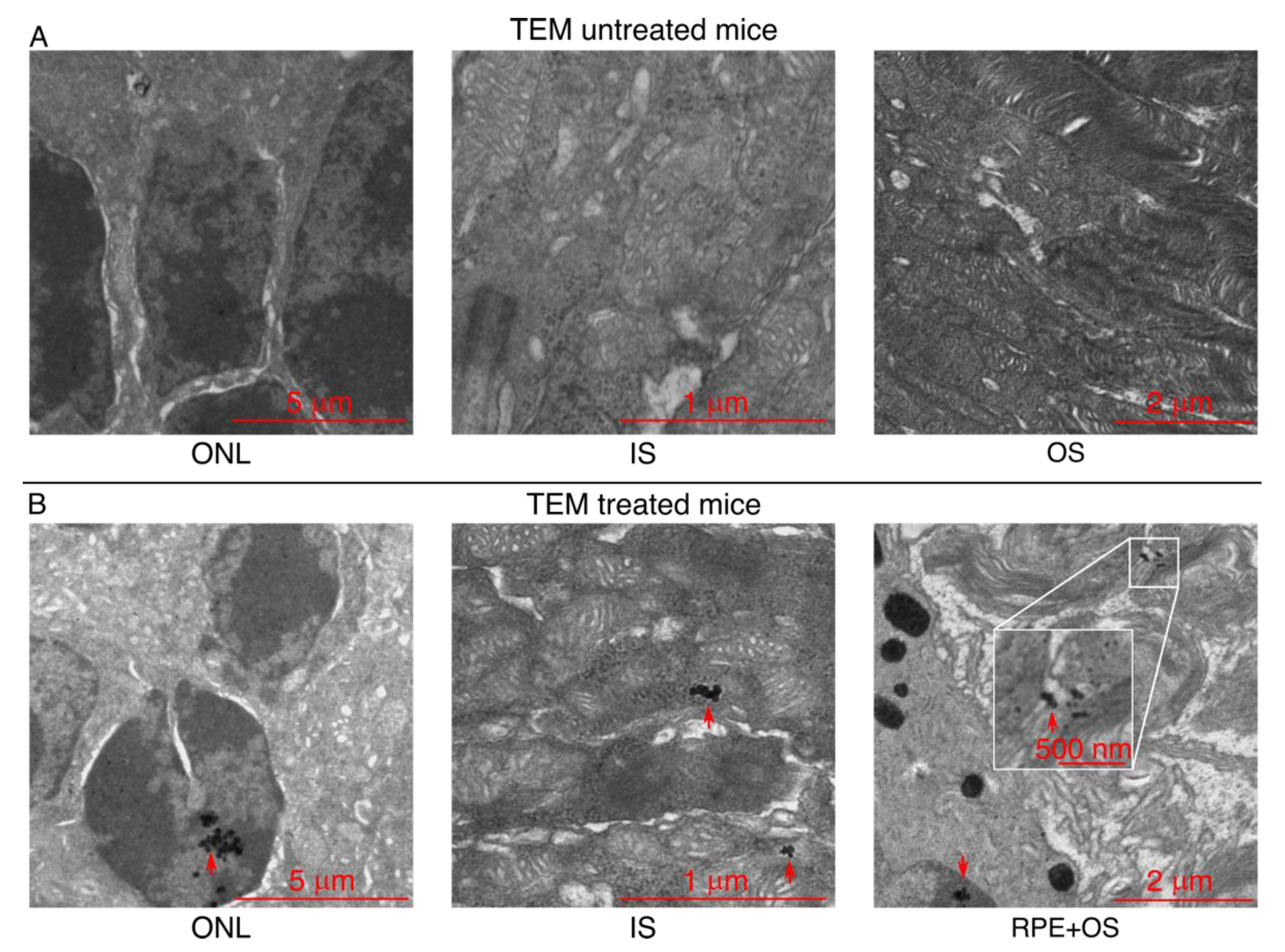 Pharmaceutics 13 01650 g004