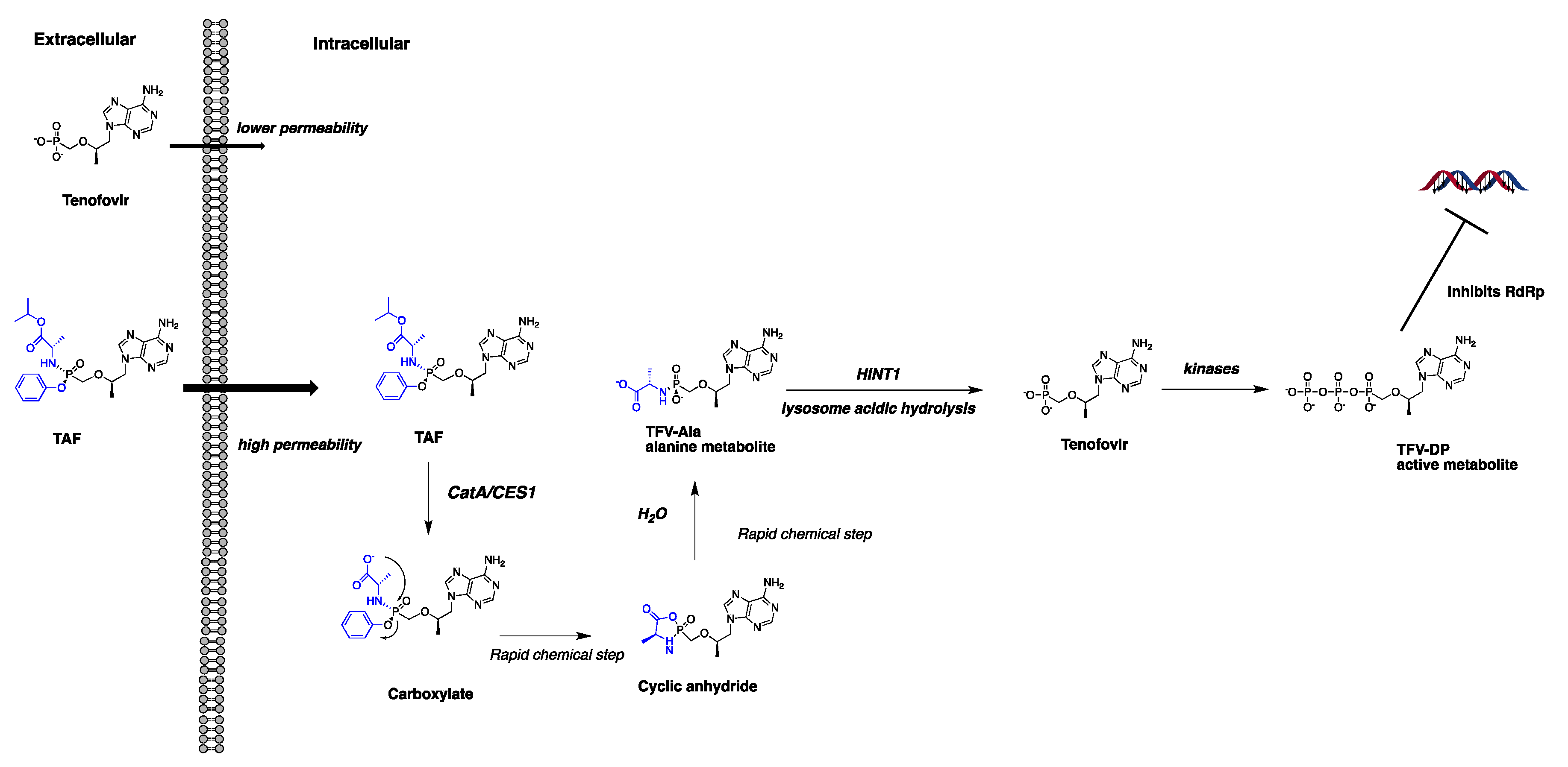 Pharmaceutics 13 01656 g002