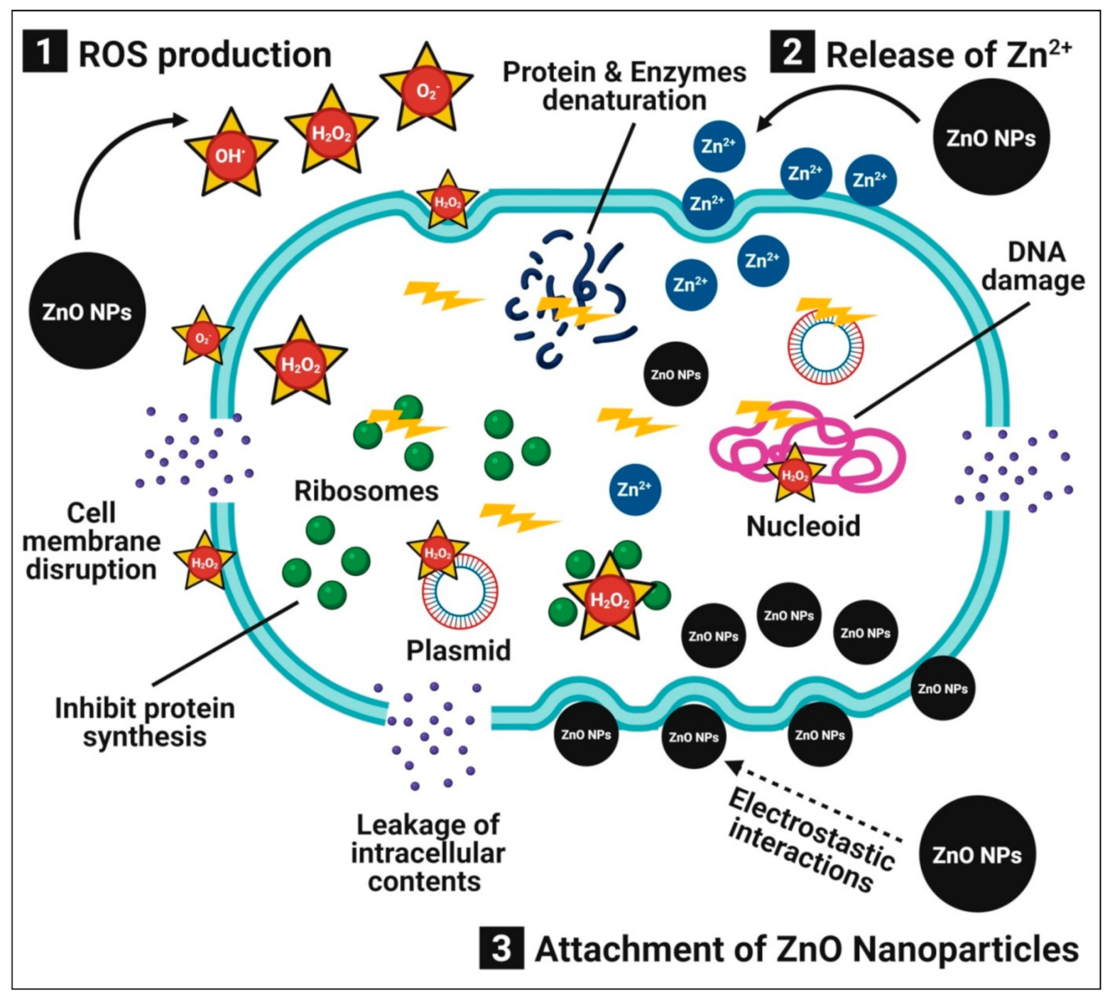Pharmaceutics 13 01662 g001 Pharmaceutics 13 01662 g001
