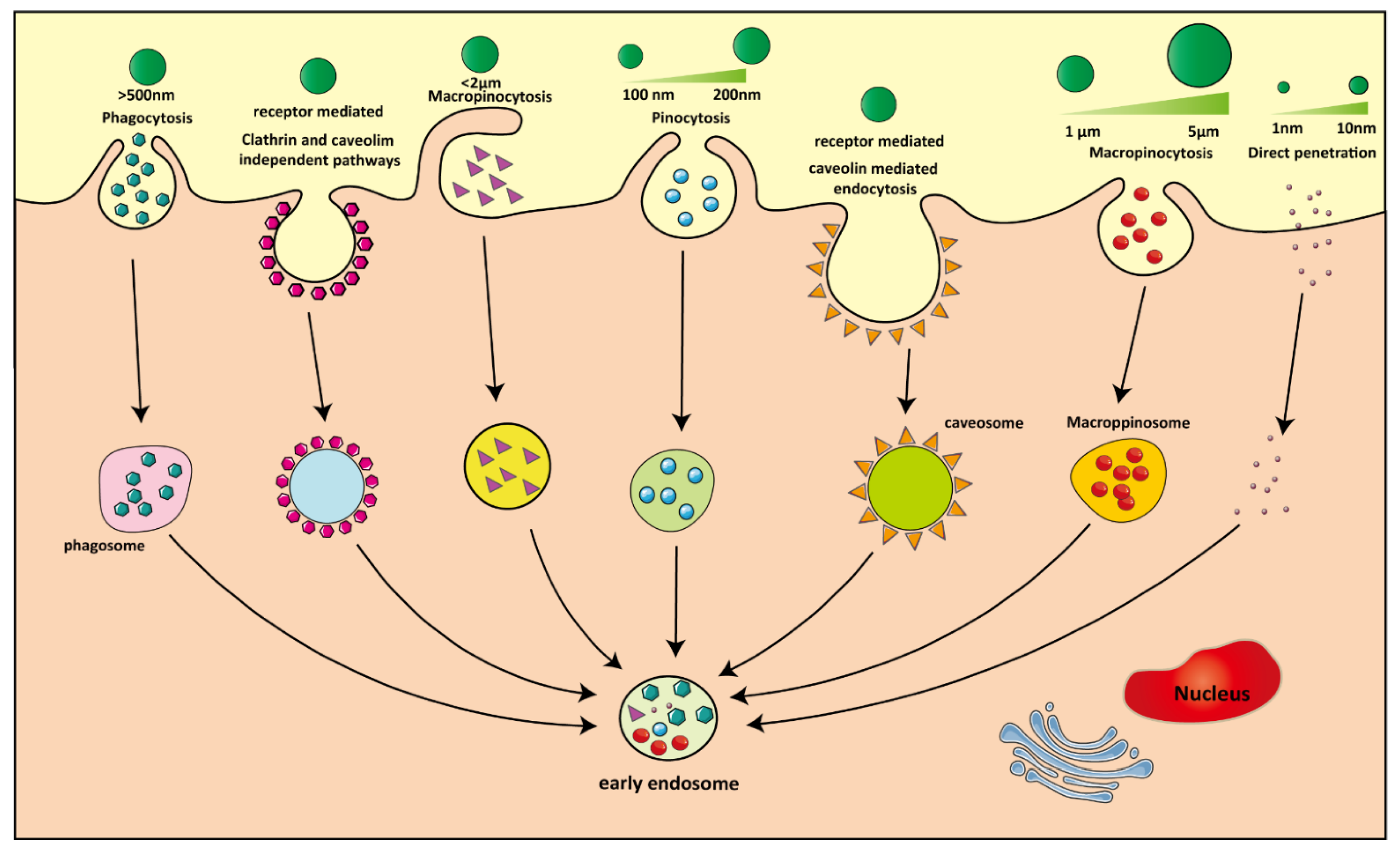 Pharmaceutics 13 01670 g005