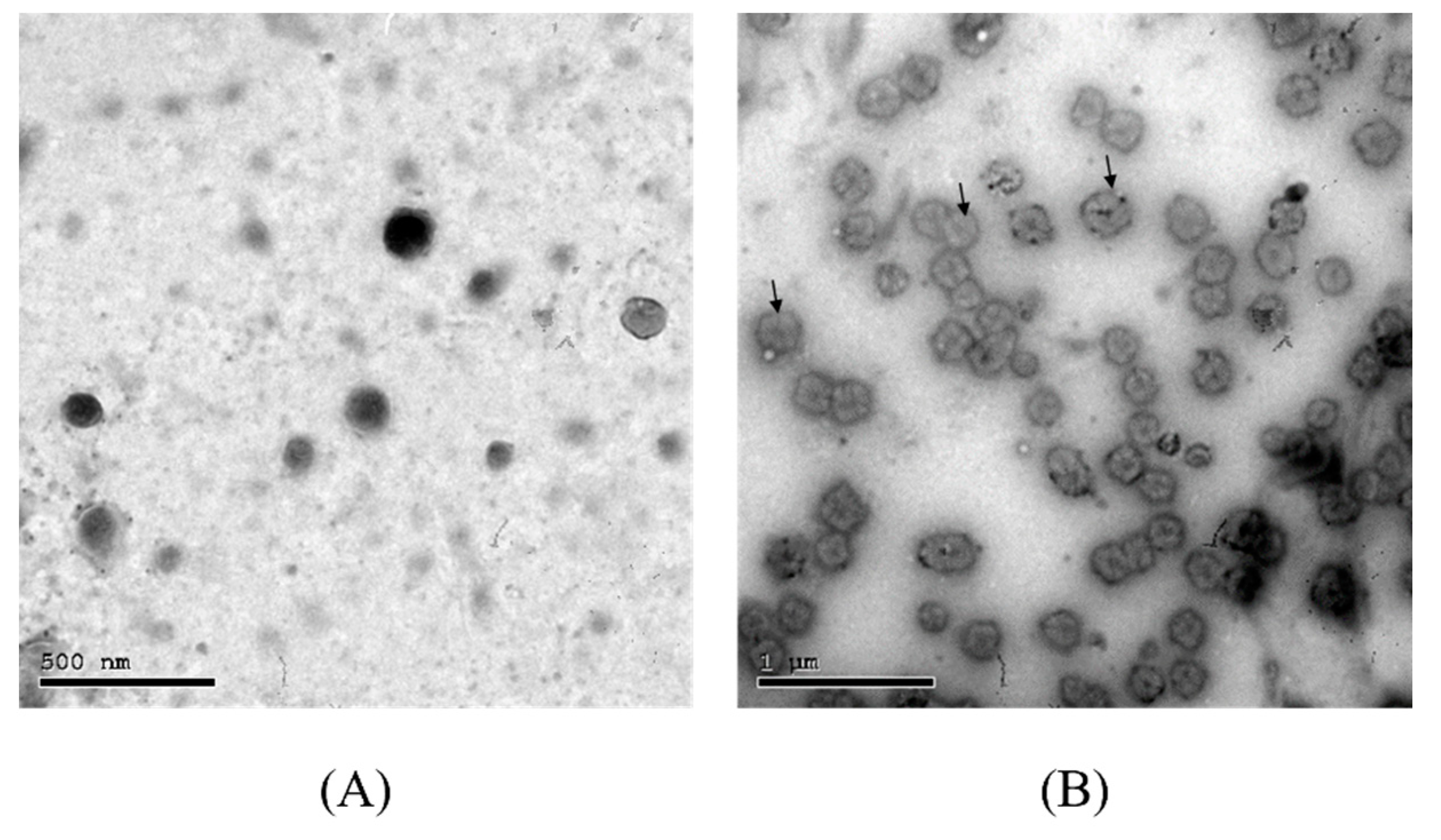 Pharmaceutics 13 01677 g002