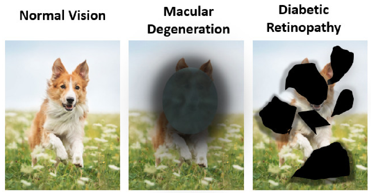 Pharmaceutics 13 01685 g002