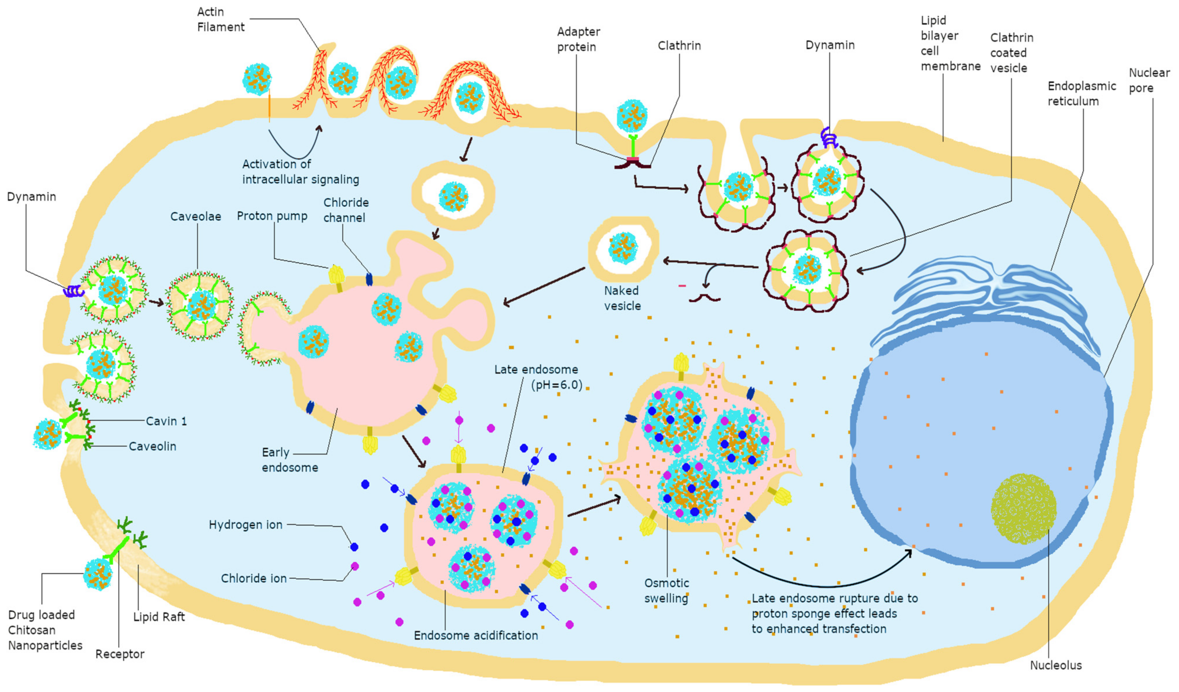 Pharmaceutics 13 01686 g001