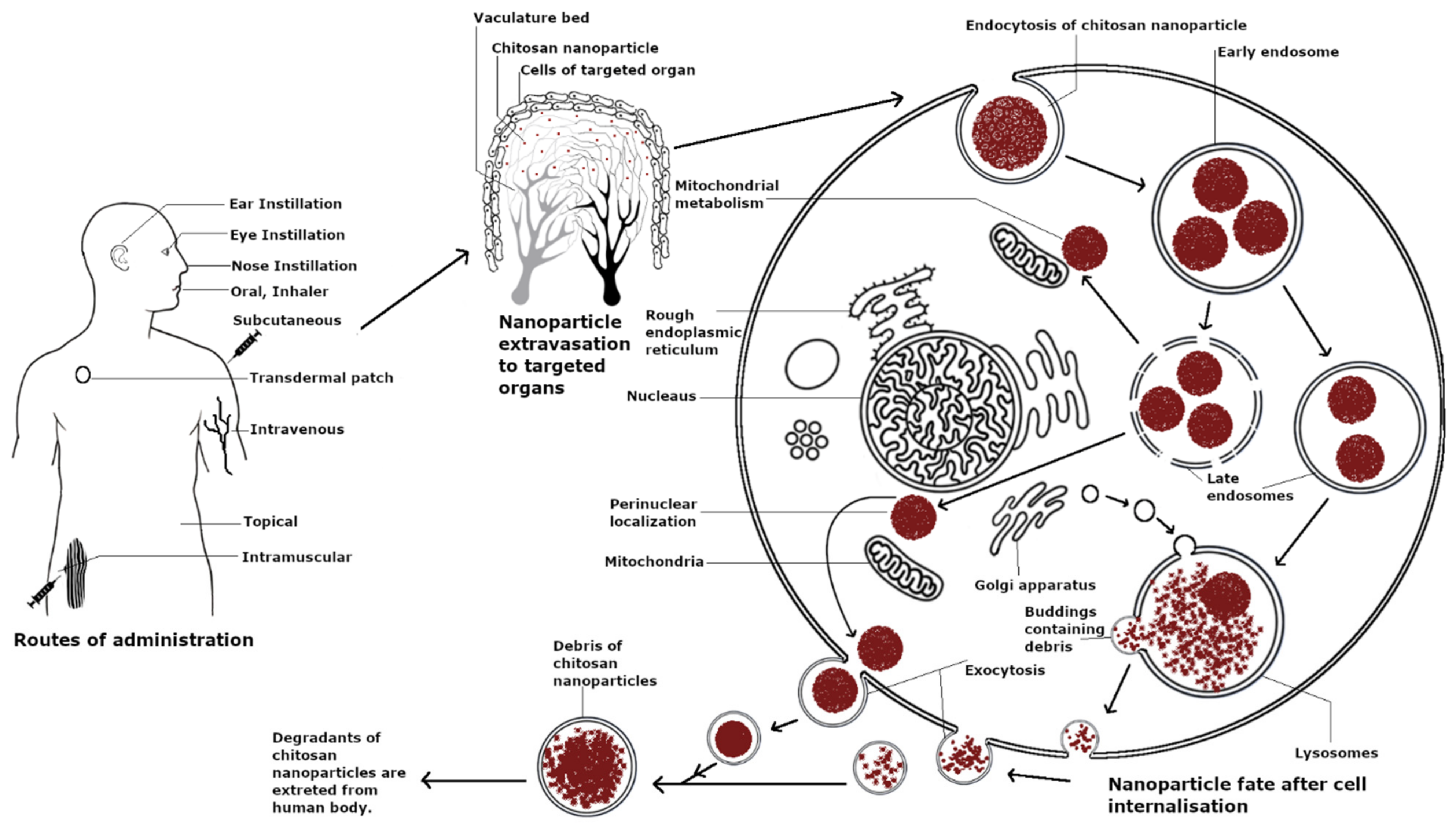 Pharmaceutics 13 01686 g003
