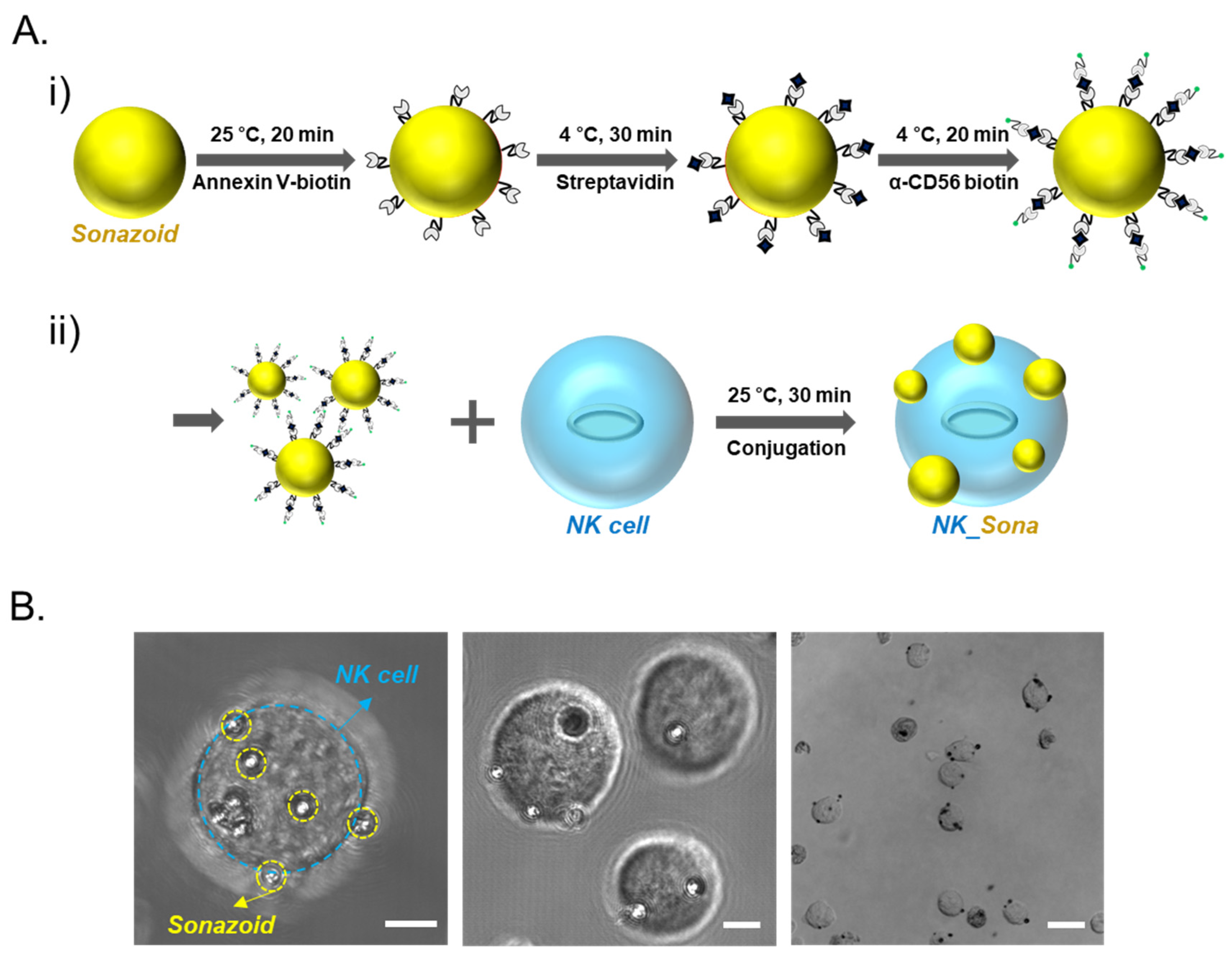 Pharmaceutics 13 01689 g001