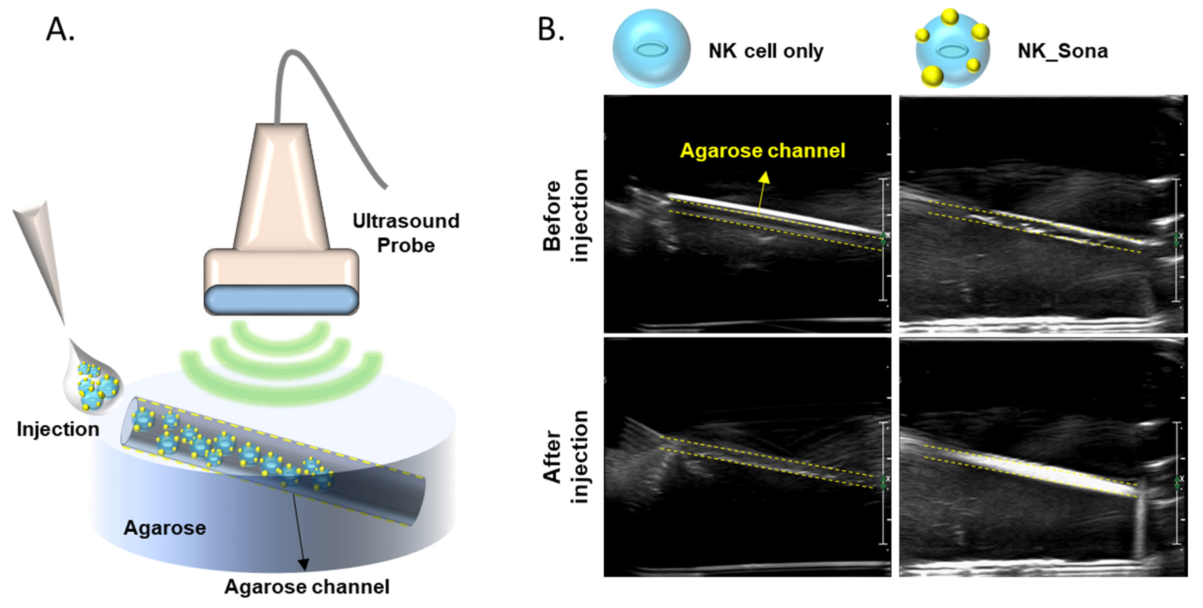 Pharmaceutics 13 01689 g002