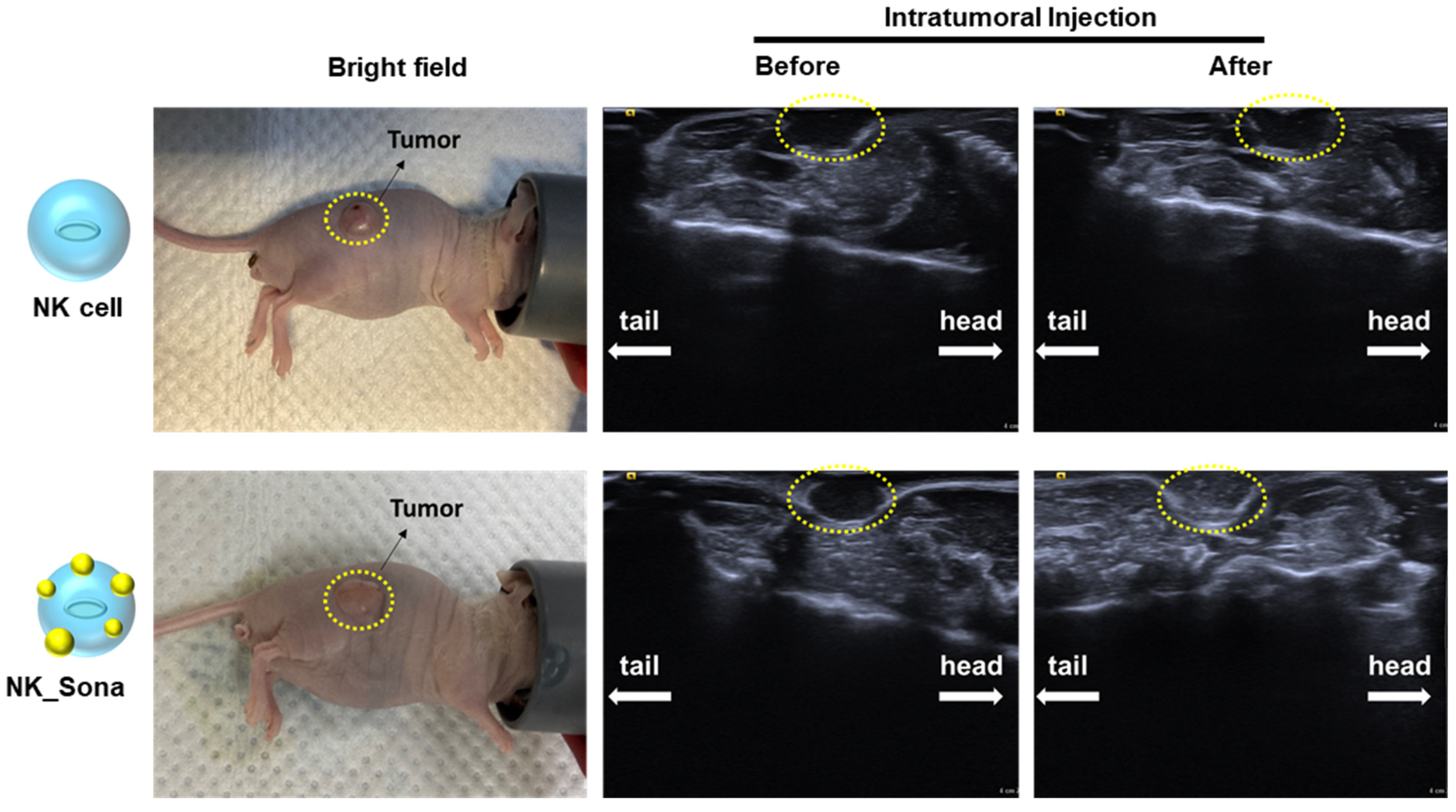 Pharmaceutics 13 01689 g004