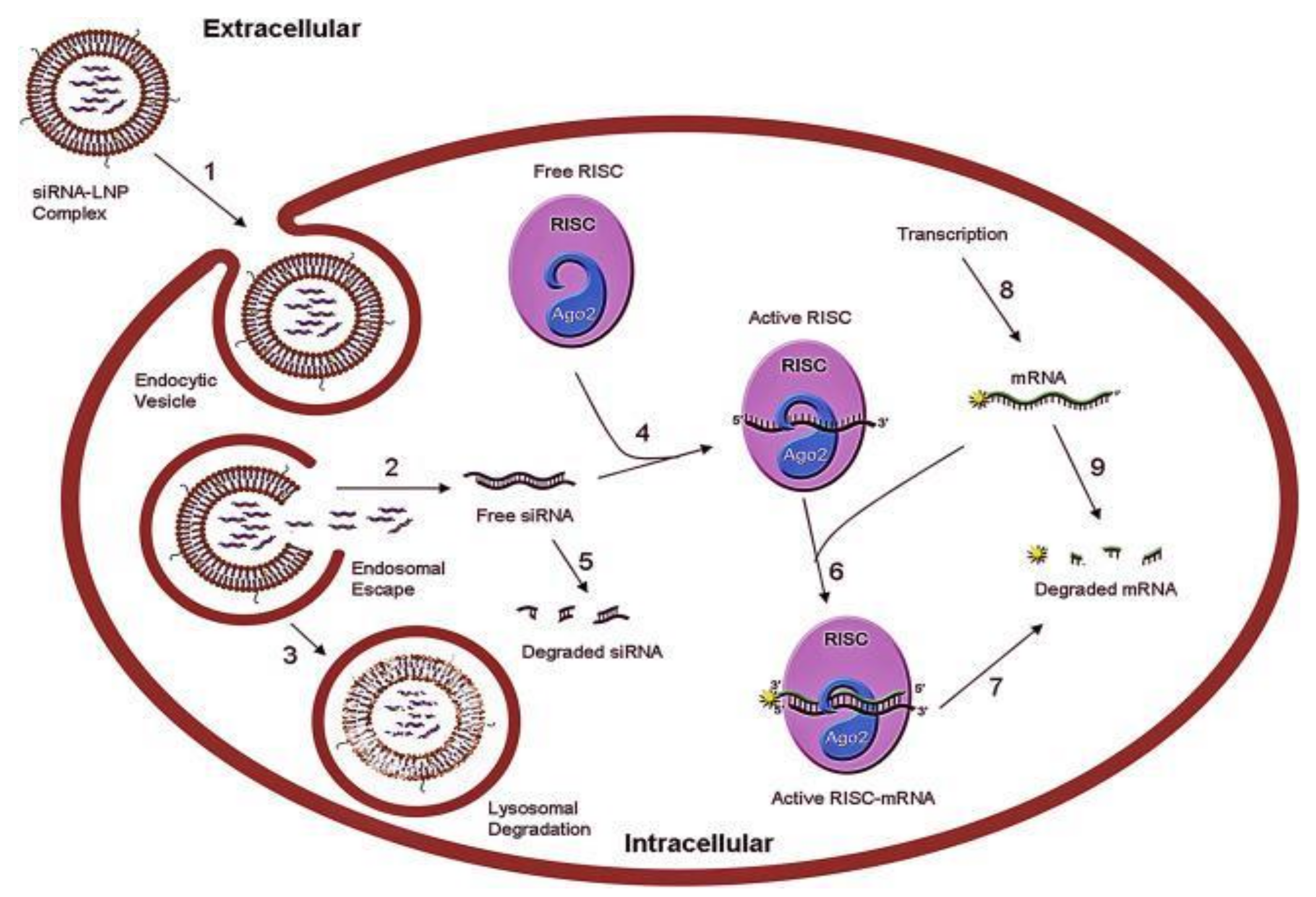 Pharmaceutics 13 01694 g001