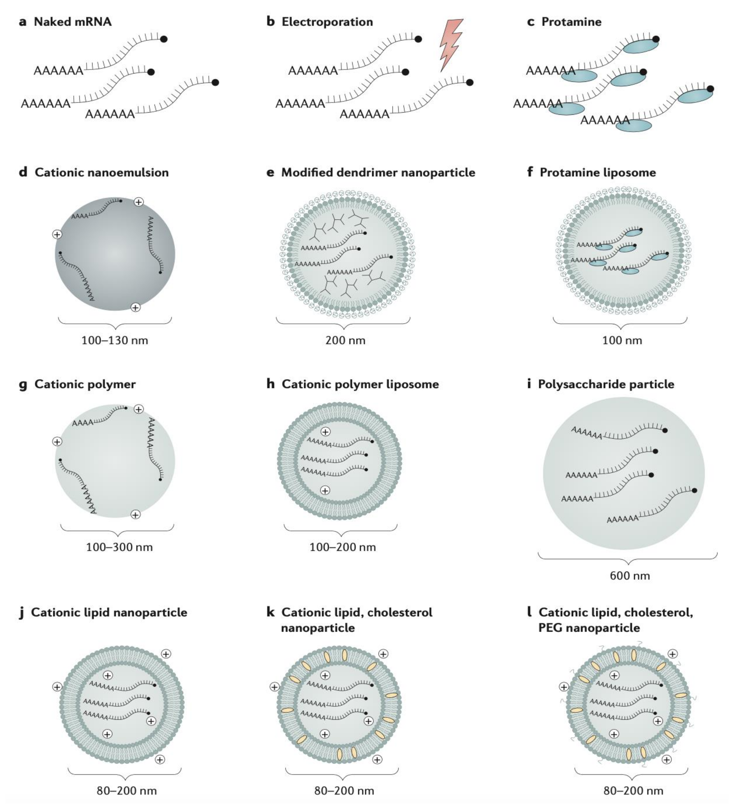 Pharmaceutics 13 01694 g004